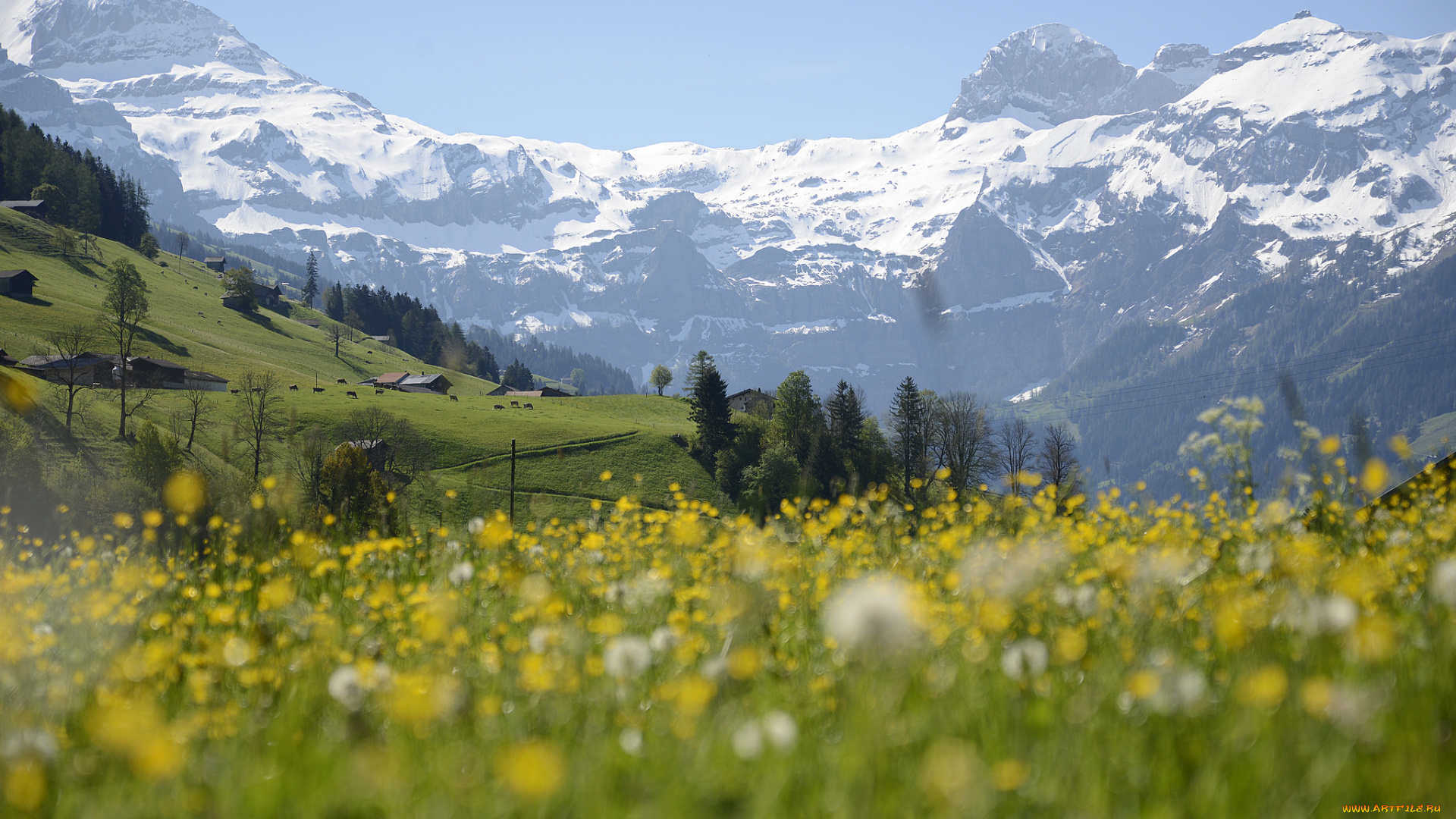 природа, горы, луг, снег, цветы