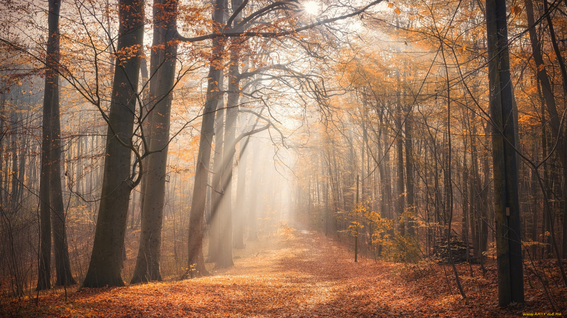 природа, лес, листва, деревья, осень