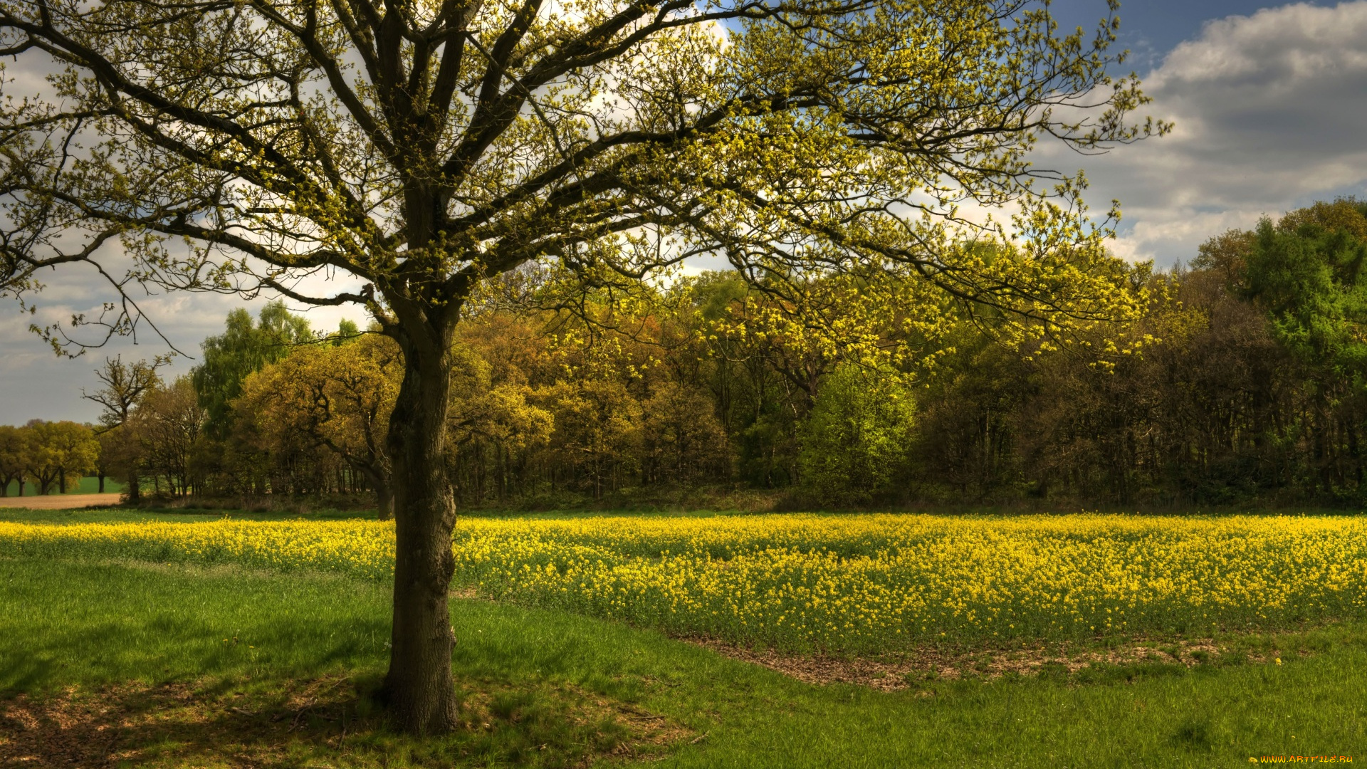 природа, луга, цветы, облака, трава, деревья