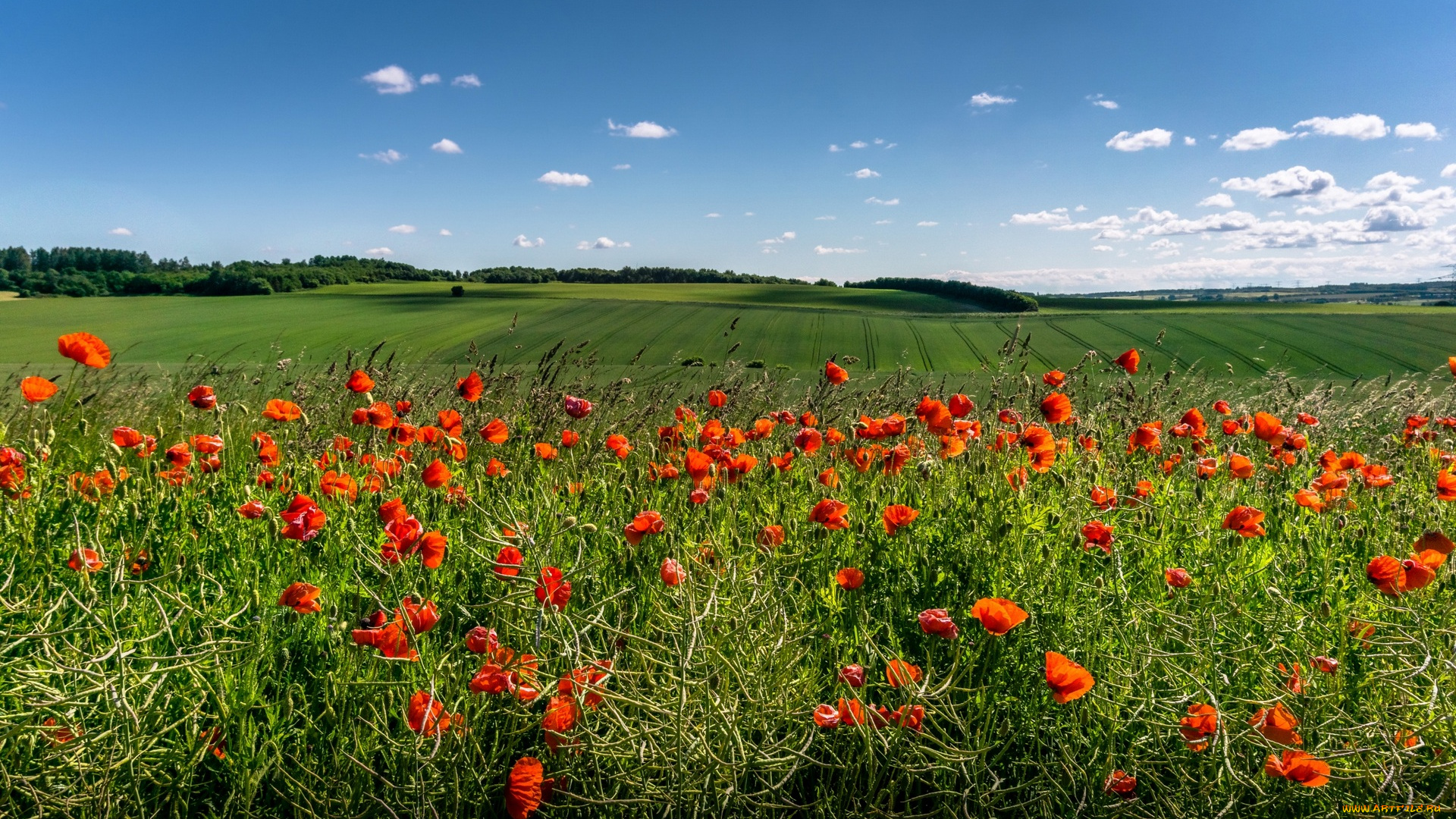 природа, луга, облака, деревья, маки, цветы