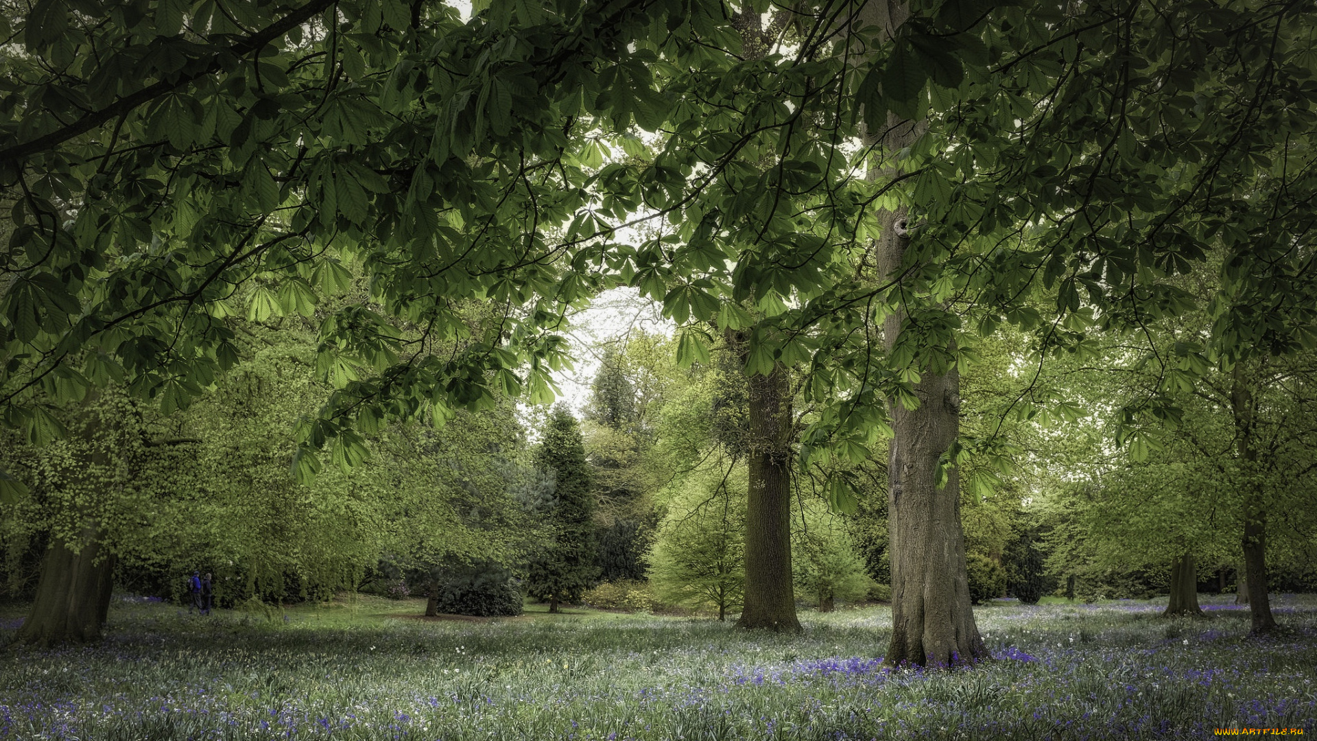 природа, парк, каштан, деревья