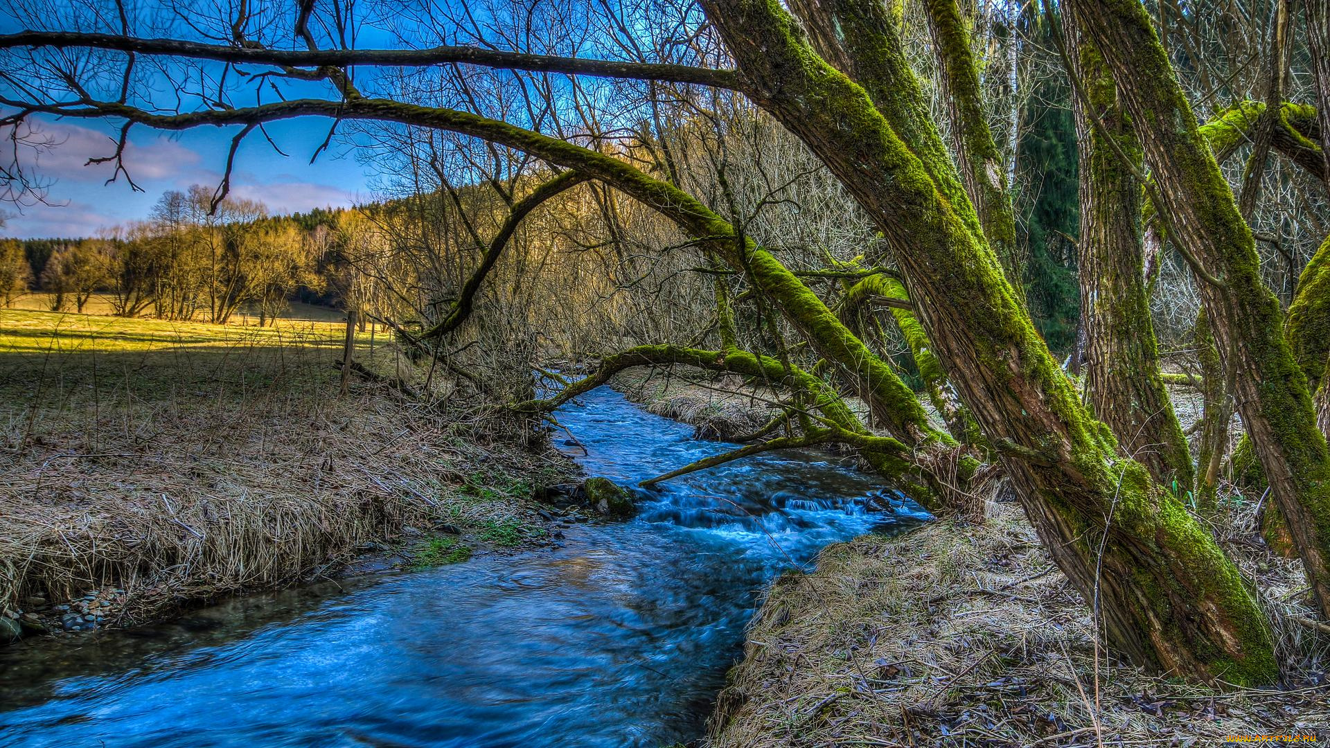 природа, реки, озера, река, деревья, лес