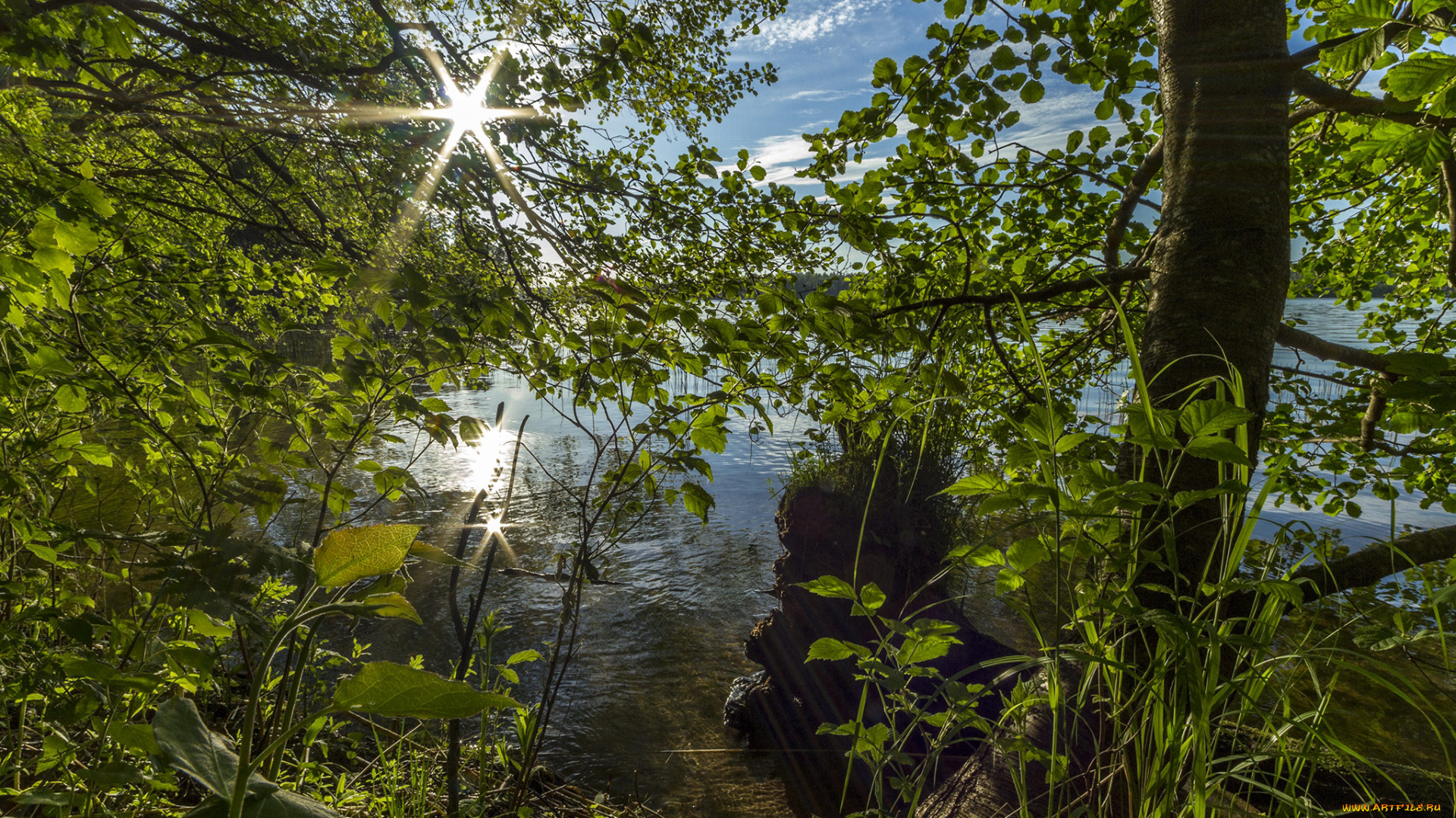 природа, реки, озера, река, лес