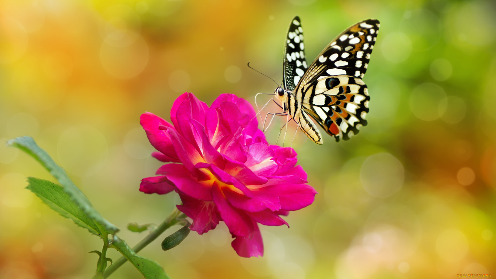 животные, бабочки, , мотыльки, , моли, фон, цветок