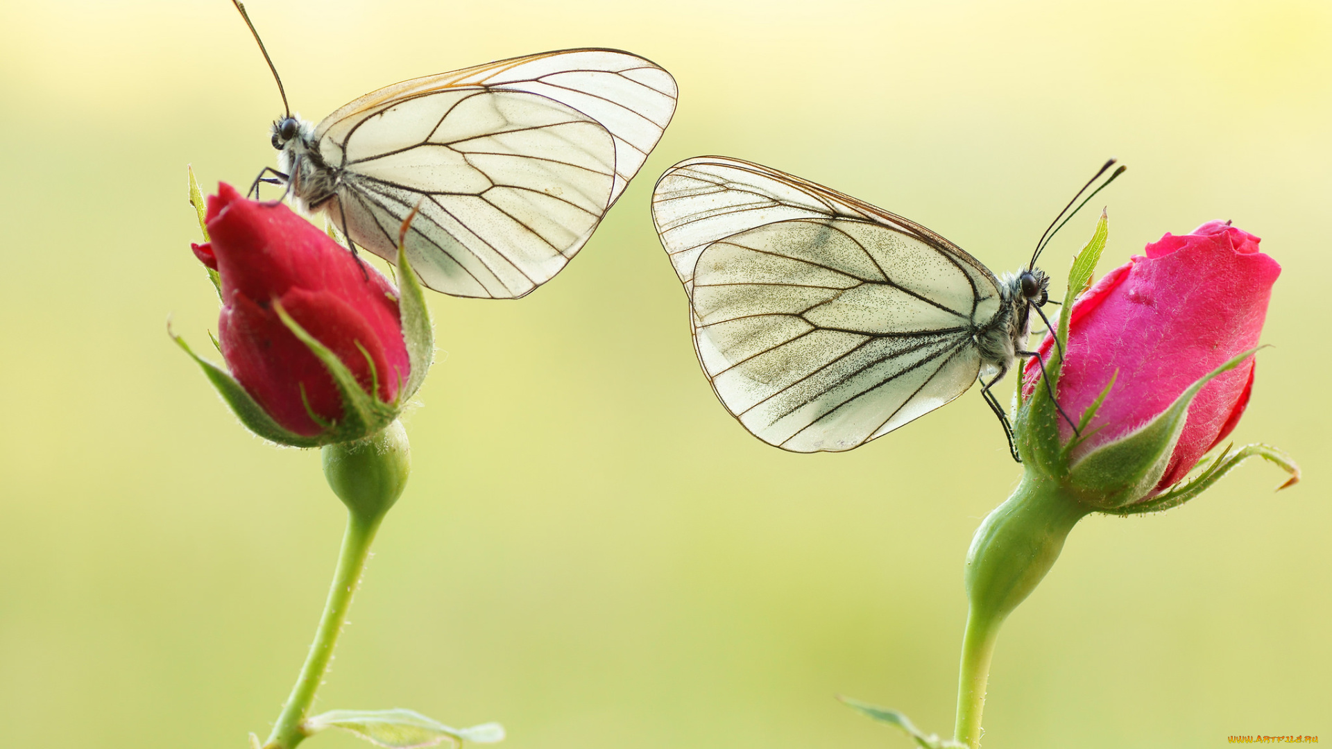 животные, бабочки, , мотыльки, , моли, яркость, бабочка, colors, brightness, butterfly, расцветка