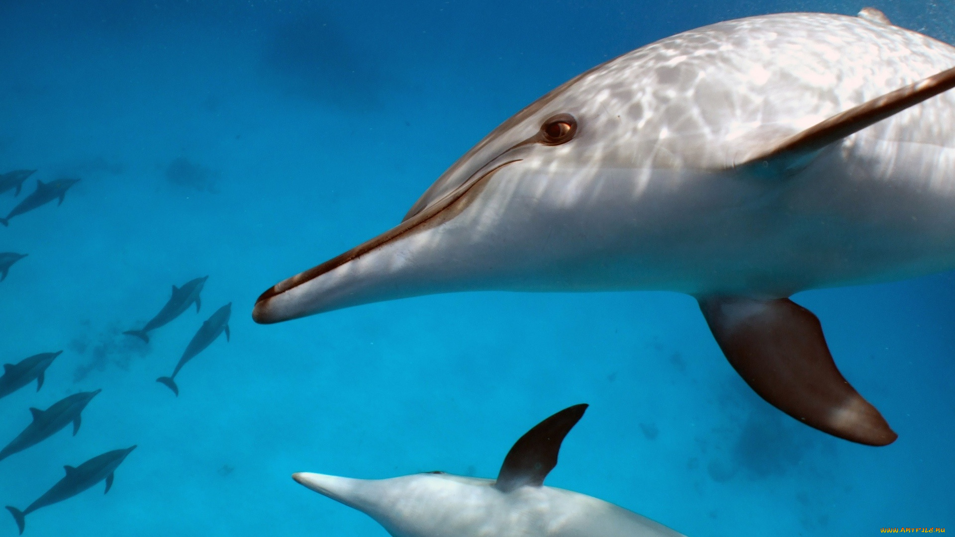 животные, дельфины