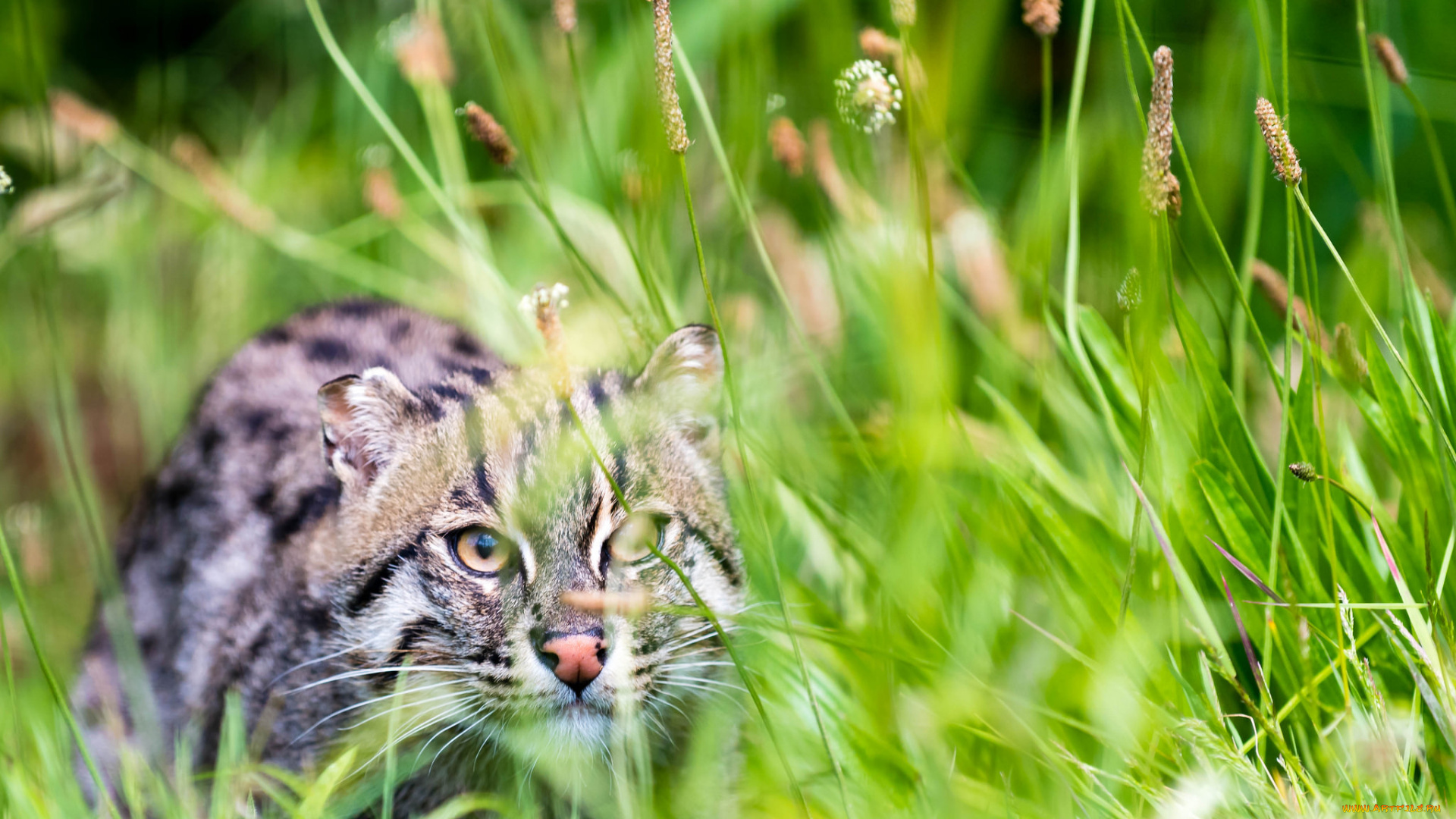 животные, дикие, кошки, взгляд, кошка, кот