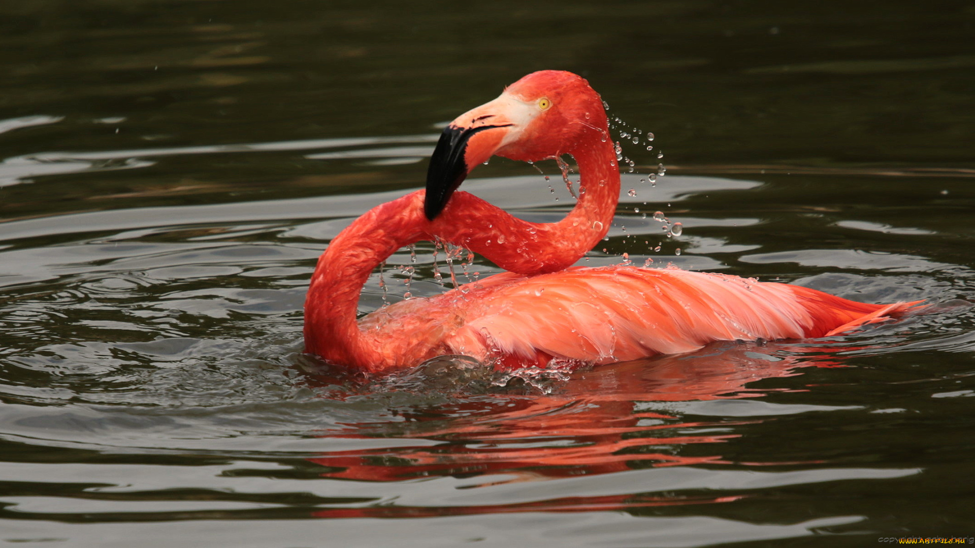 животные, фламинго, птица, окрас, перья