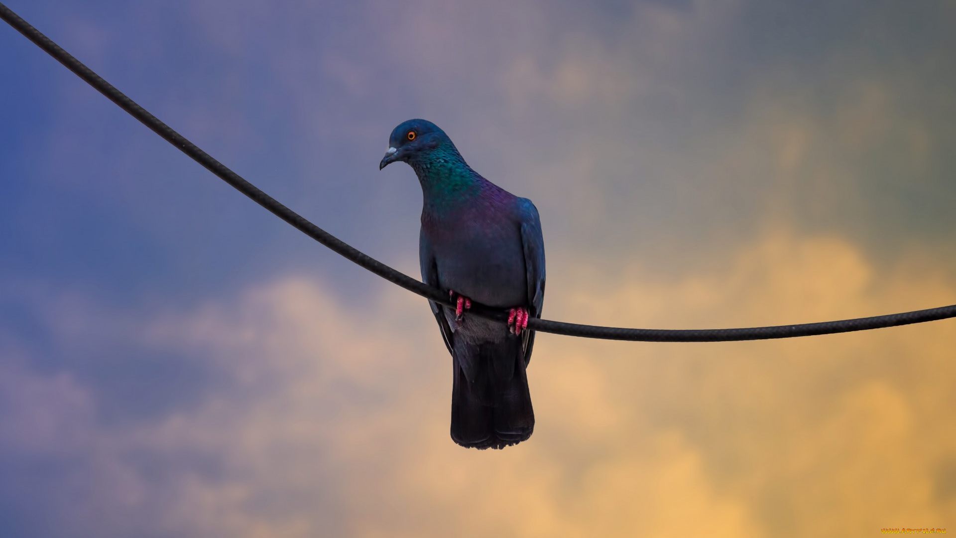 животные, голуби, небо, голубь, сумерки, глаз, тучи, провода