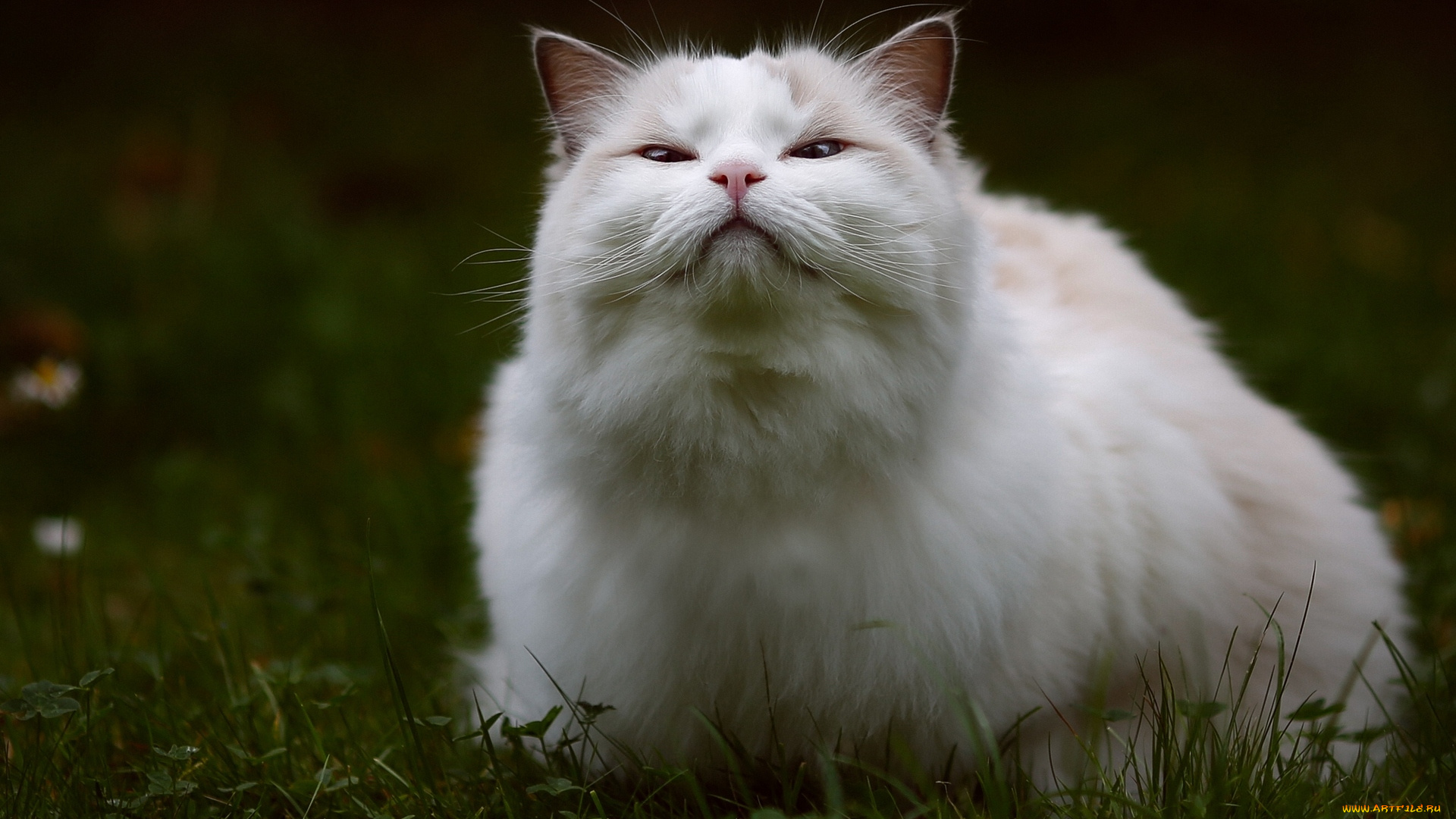 животные, коты, трава