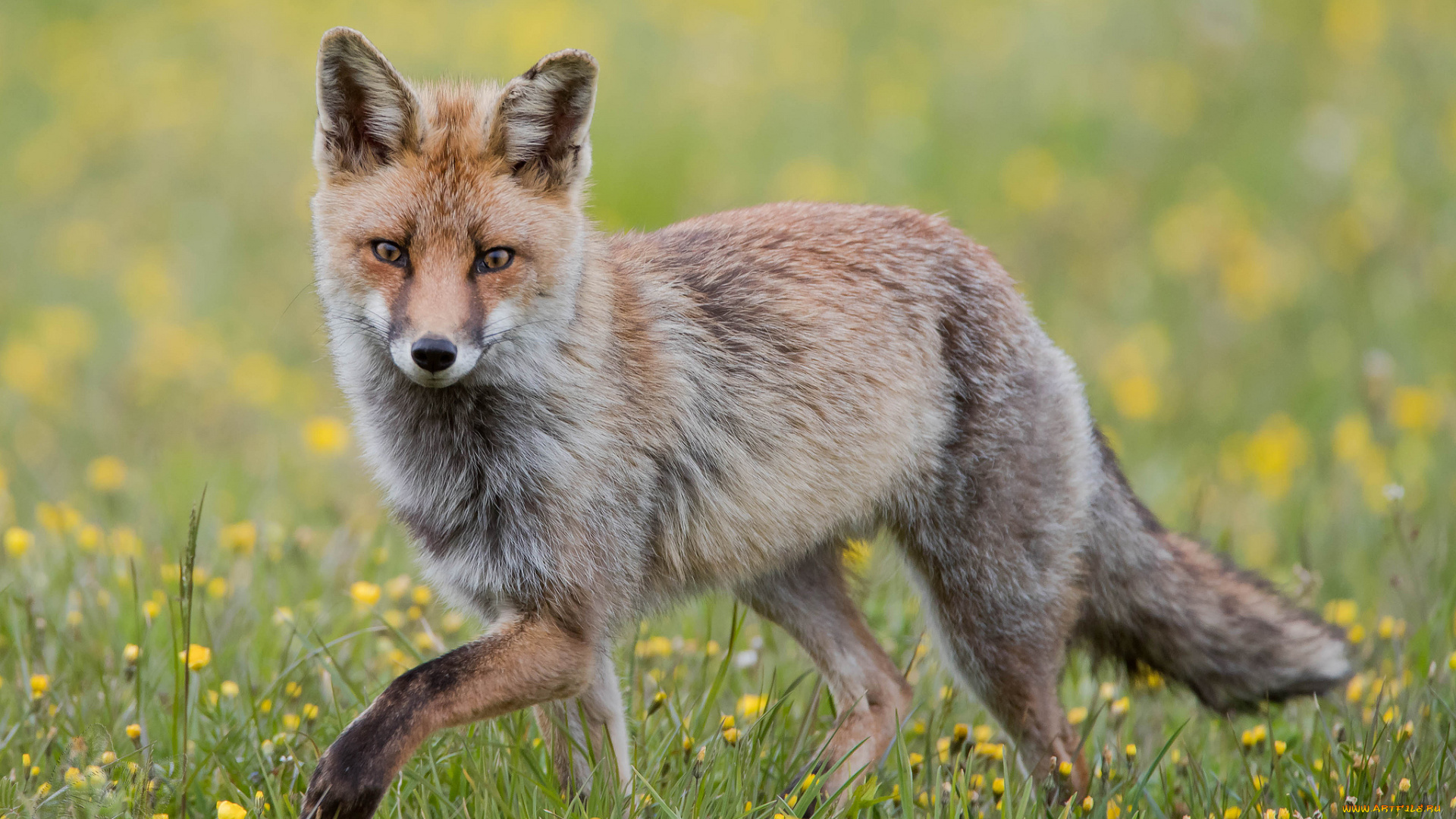 животные, лисы, дикая, опасна, окрас, рыжая, лиса