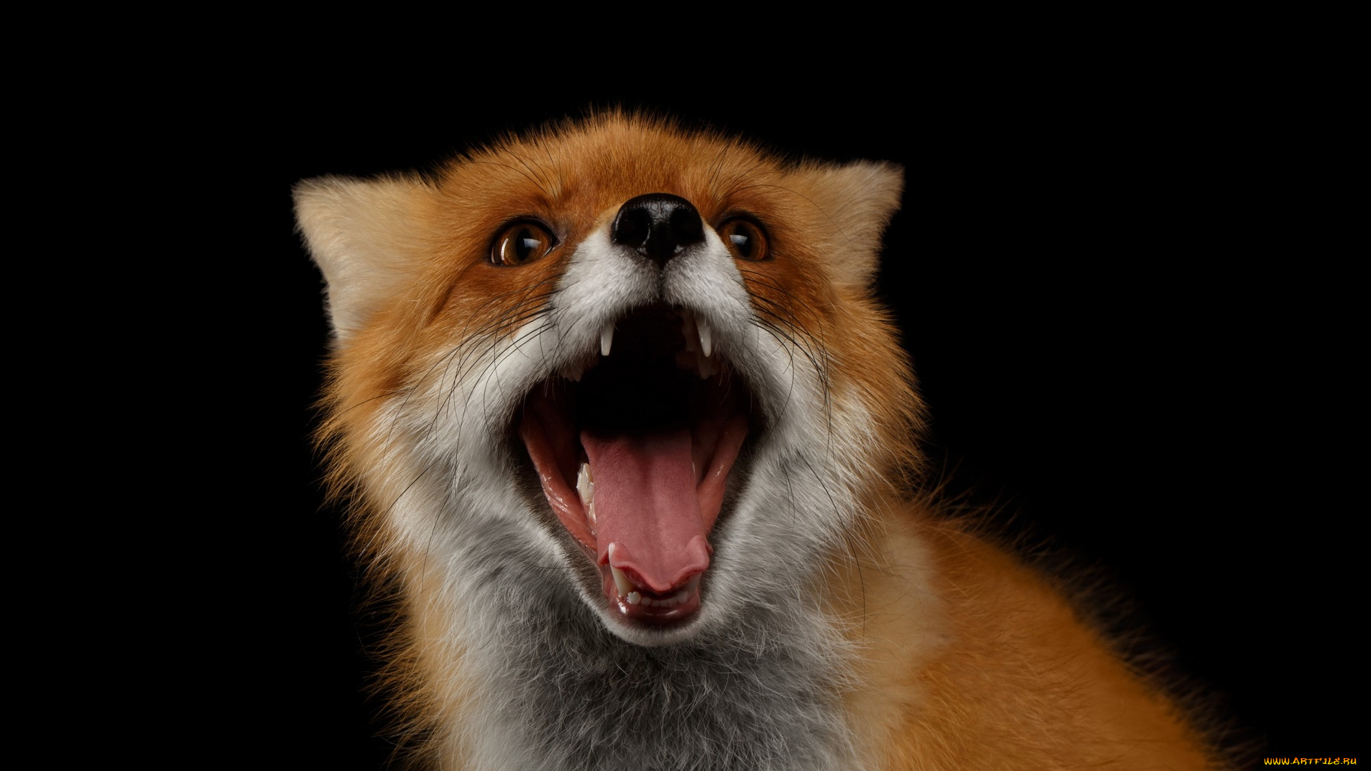 животные, лисы, открытая, пасть