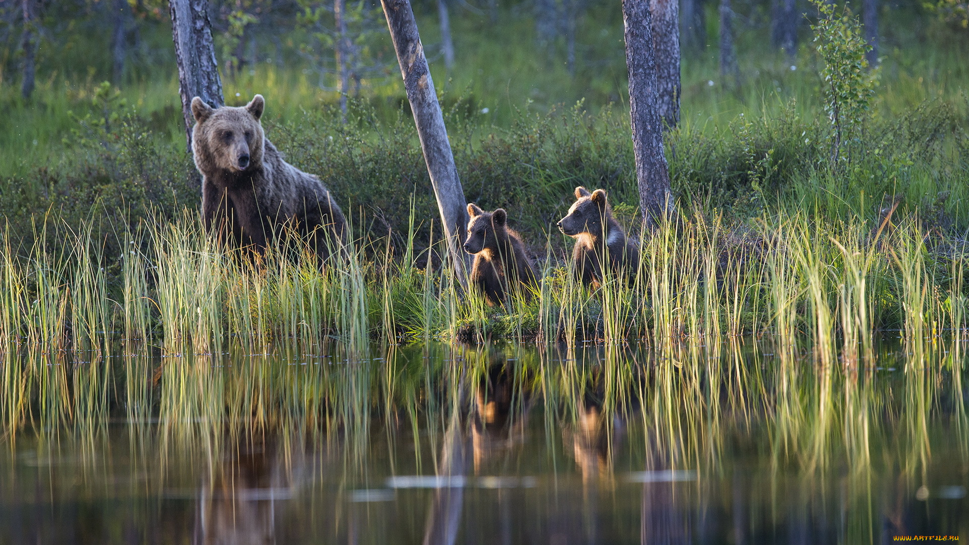 животные, медведи, лес, озеро