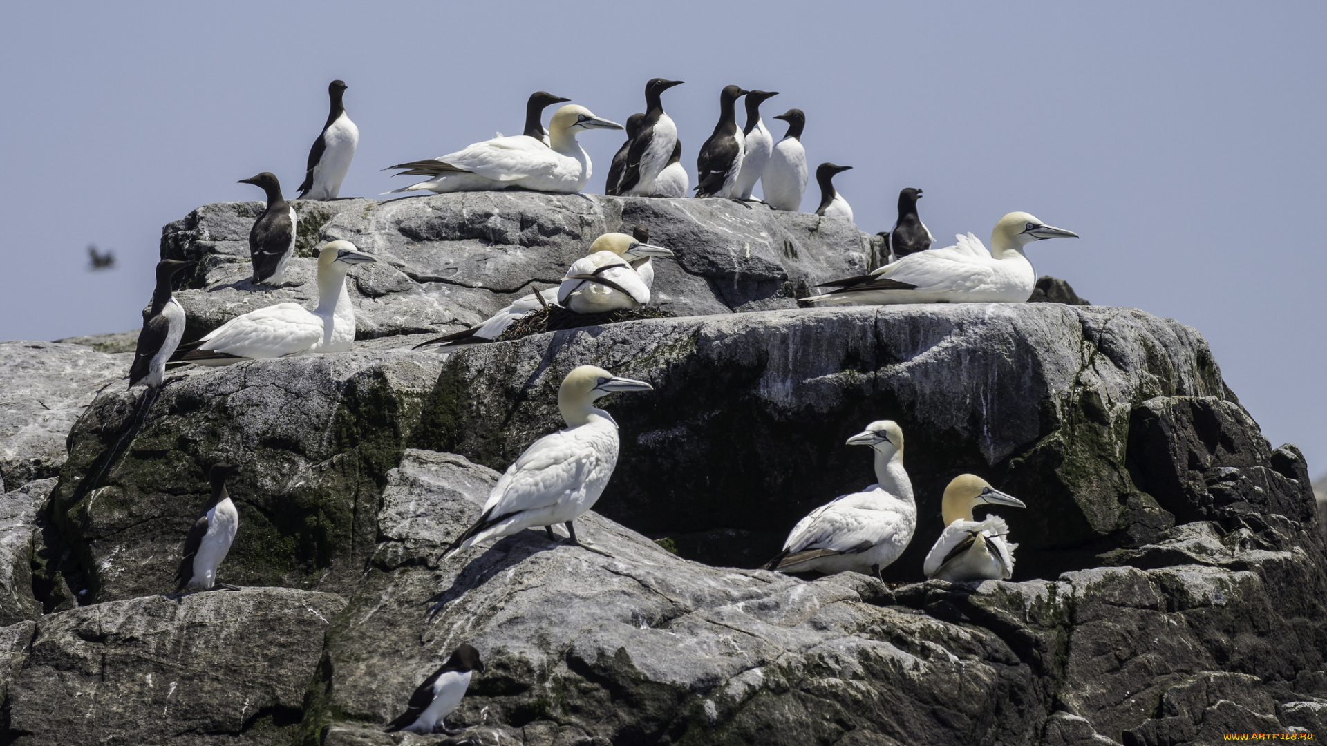 животные, птицы, перья, птица, лапки, клюв, окрас