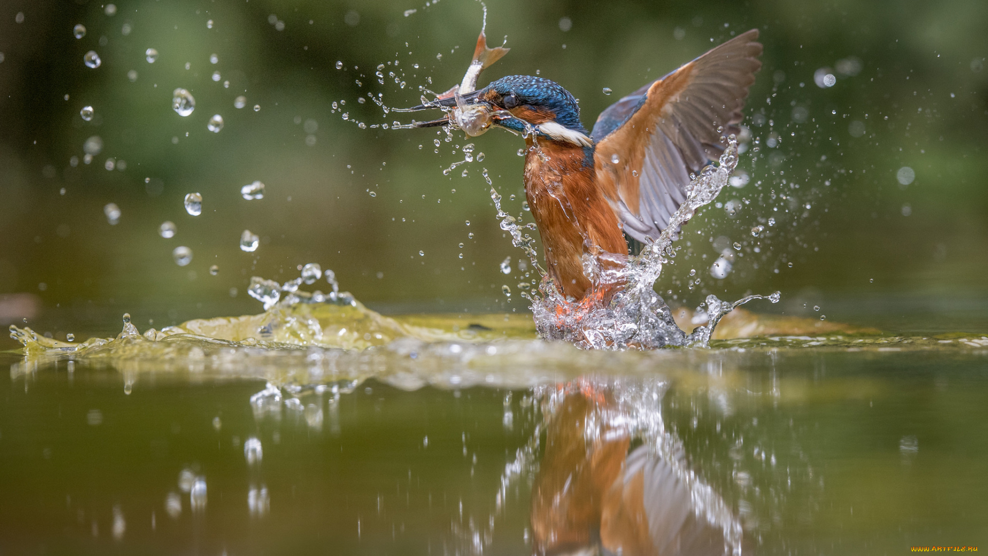 животные, птицы, птица, добыча, окрас, перья
