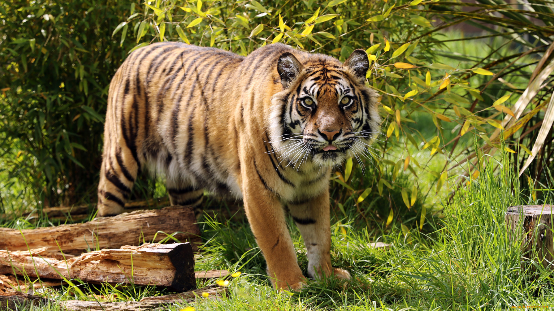 животные, тигры, мох, камень, котёнок, тигрёнок, взгляд, кошка, амурский, тигр