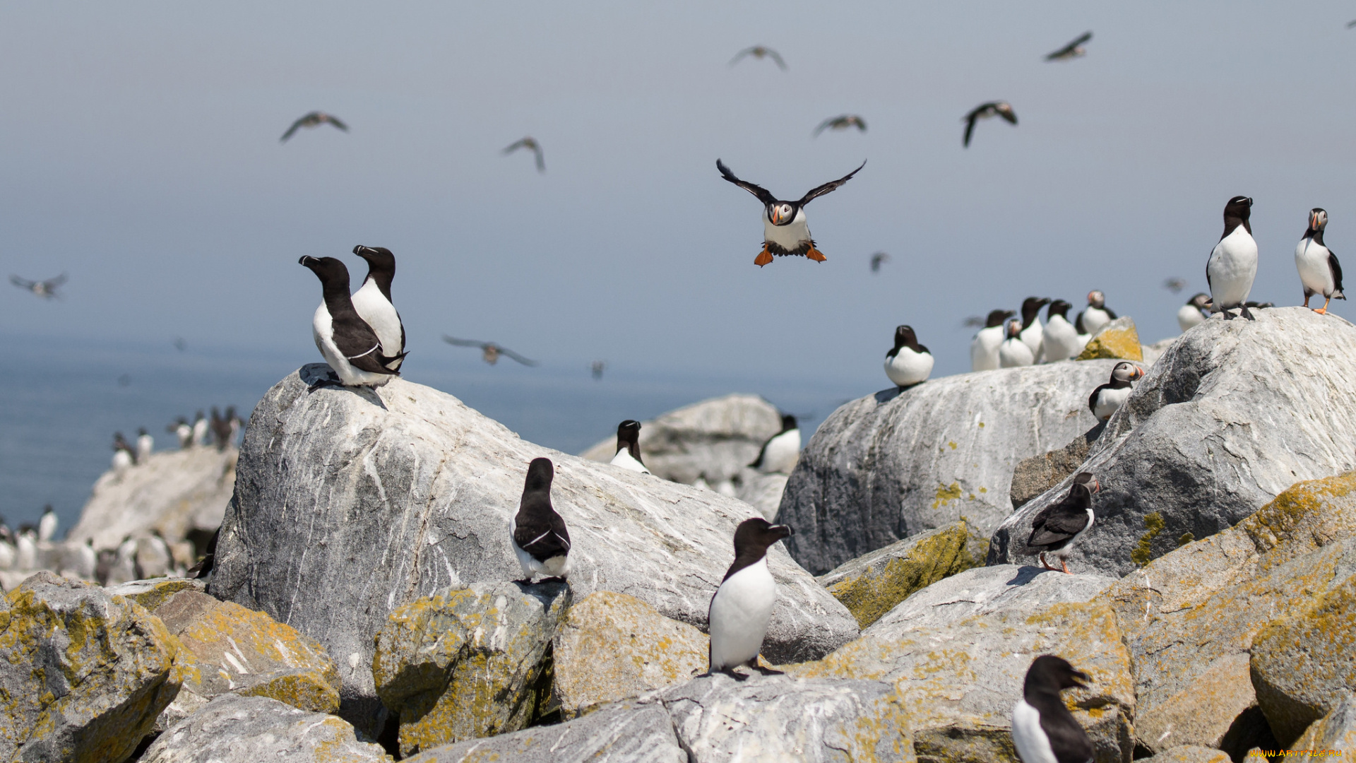 животные, тупики, окрас, перья, птица, клюв, тупик
