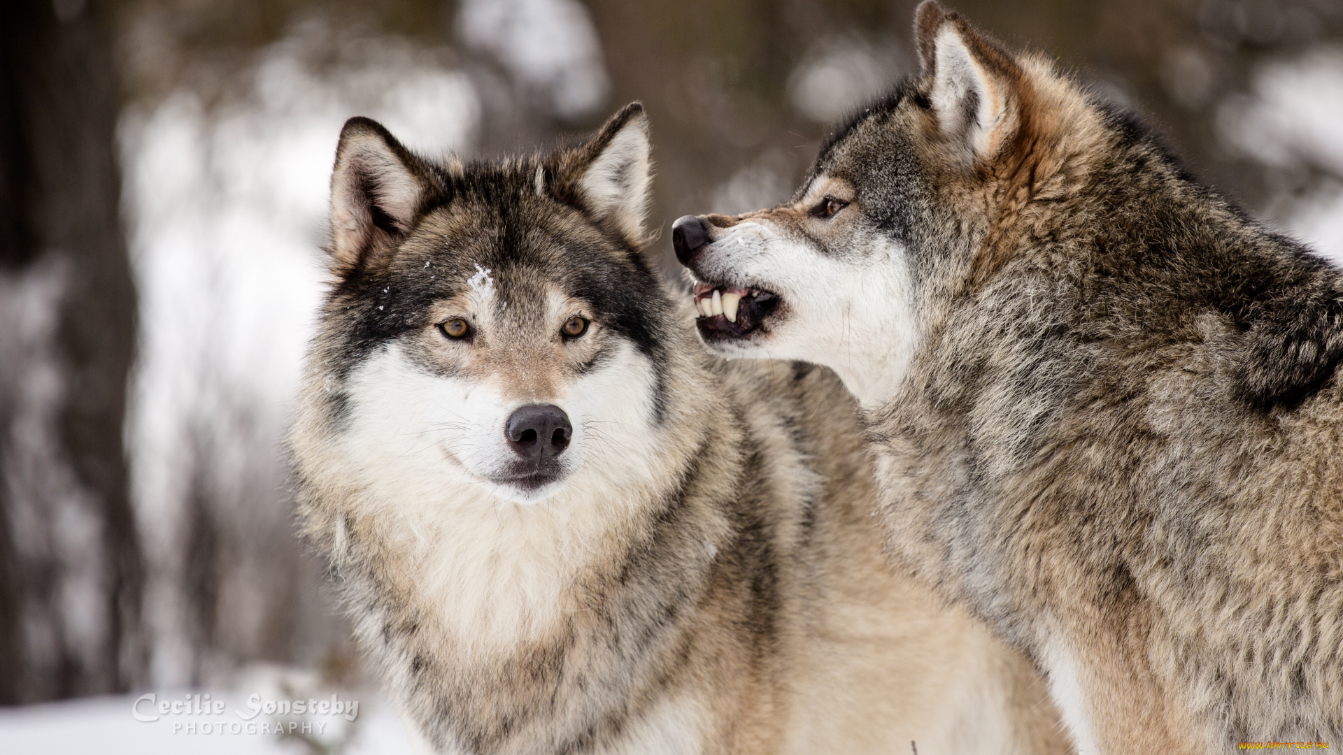 животные, волки, , койоты, , шакалы, окрас, волк, шерсть, дикий, опасен, животное