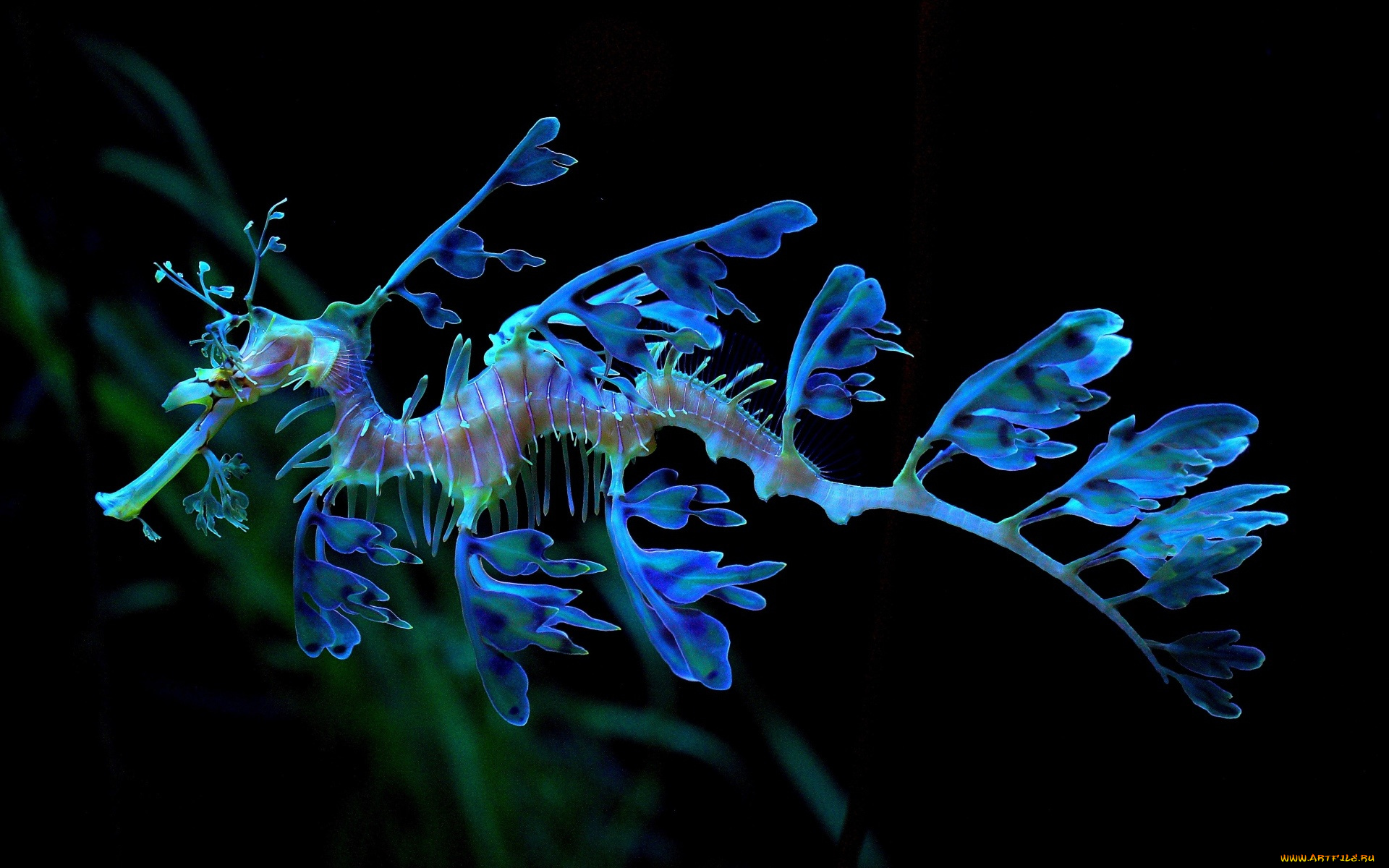 животные, морская, фауна, тряпичник, голубой, морской, конёк