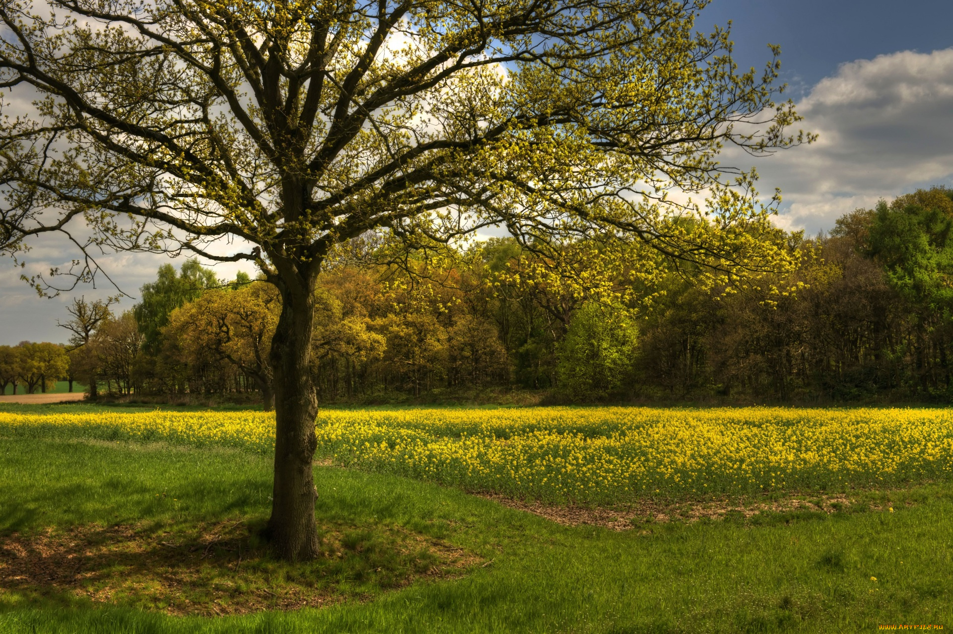природа, луга, цветы, облака, трава, деревья