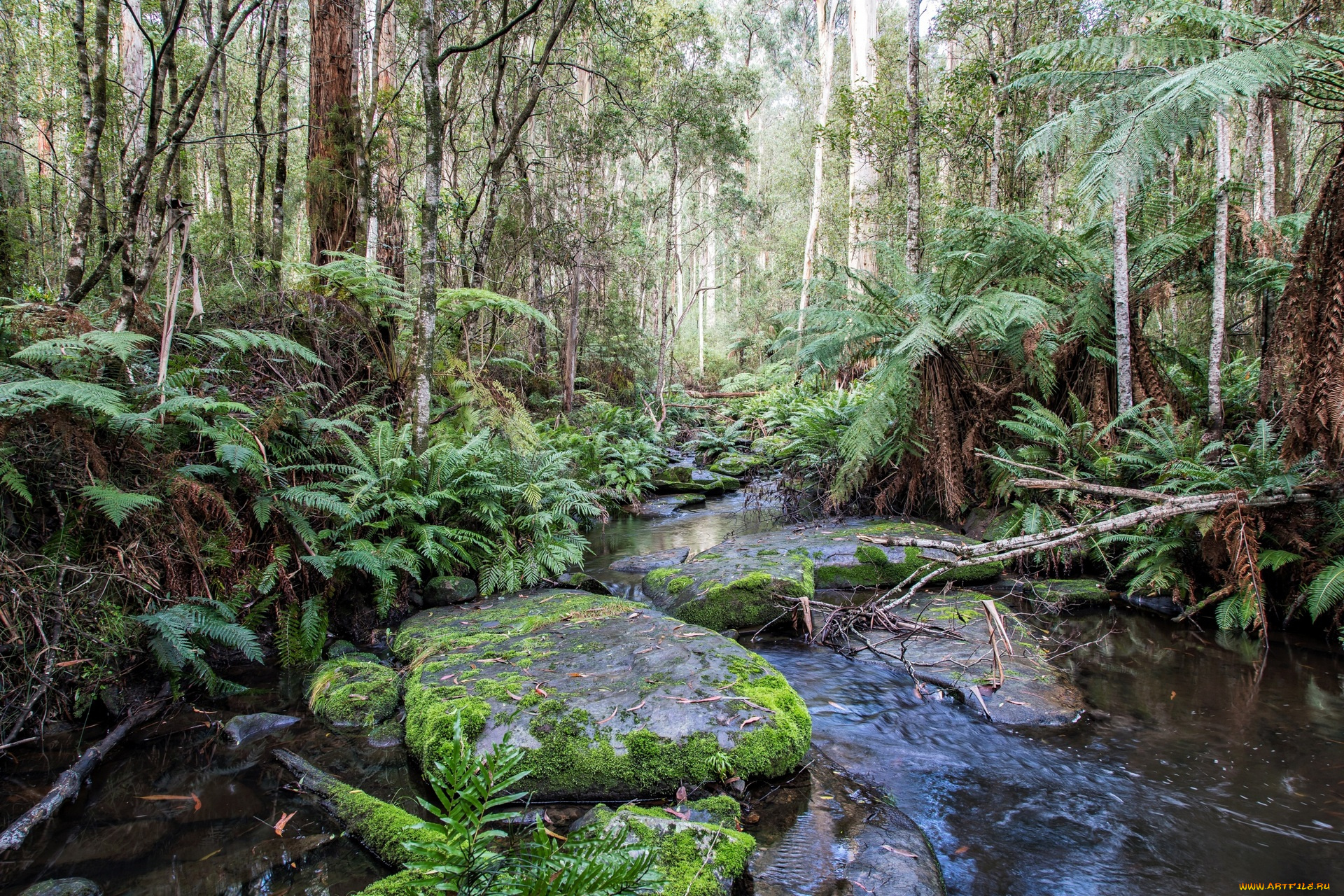 австралия, природа, реки, озера, деревья, водоем, камни