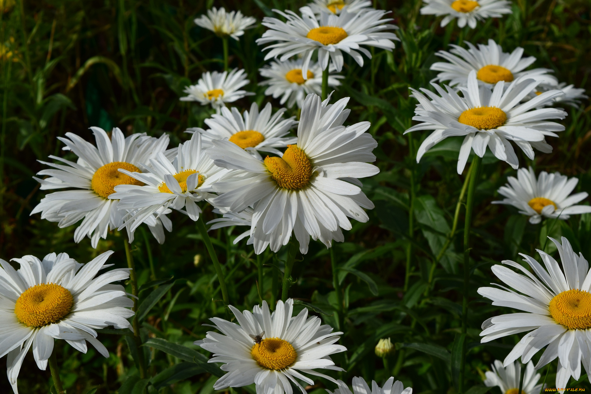 цветы, ромашки, белый, цвет