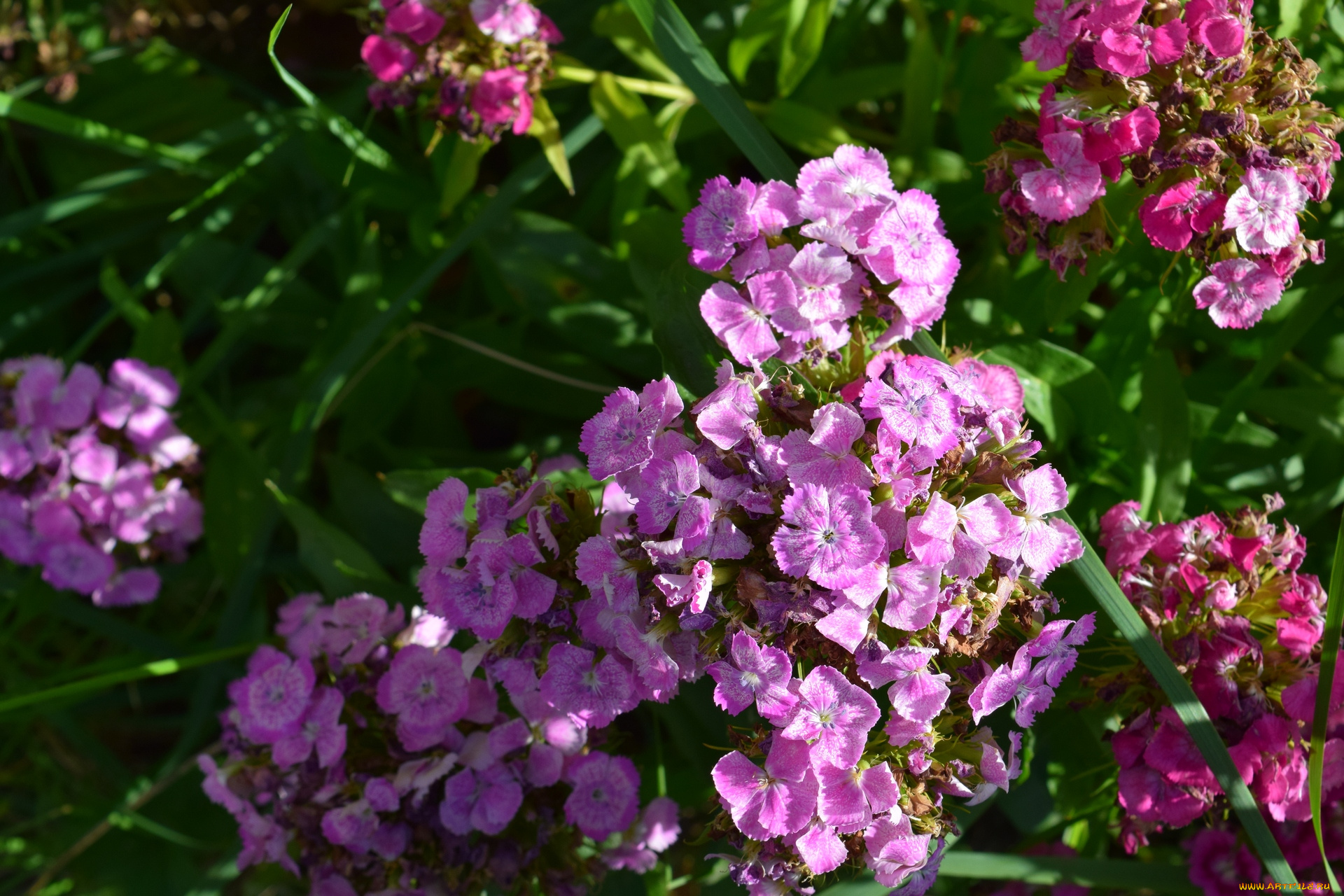 цветы, розовый, цвет