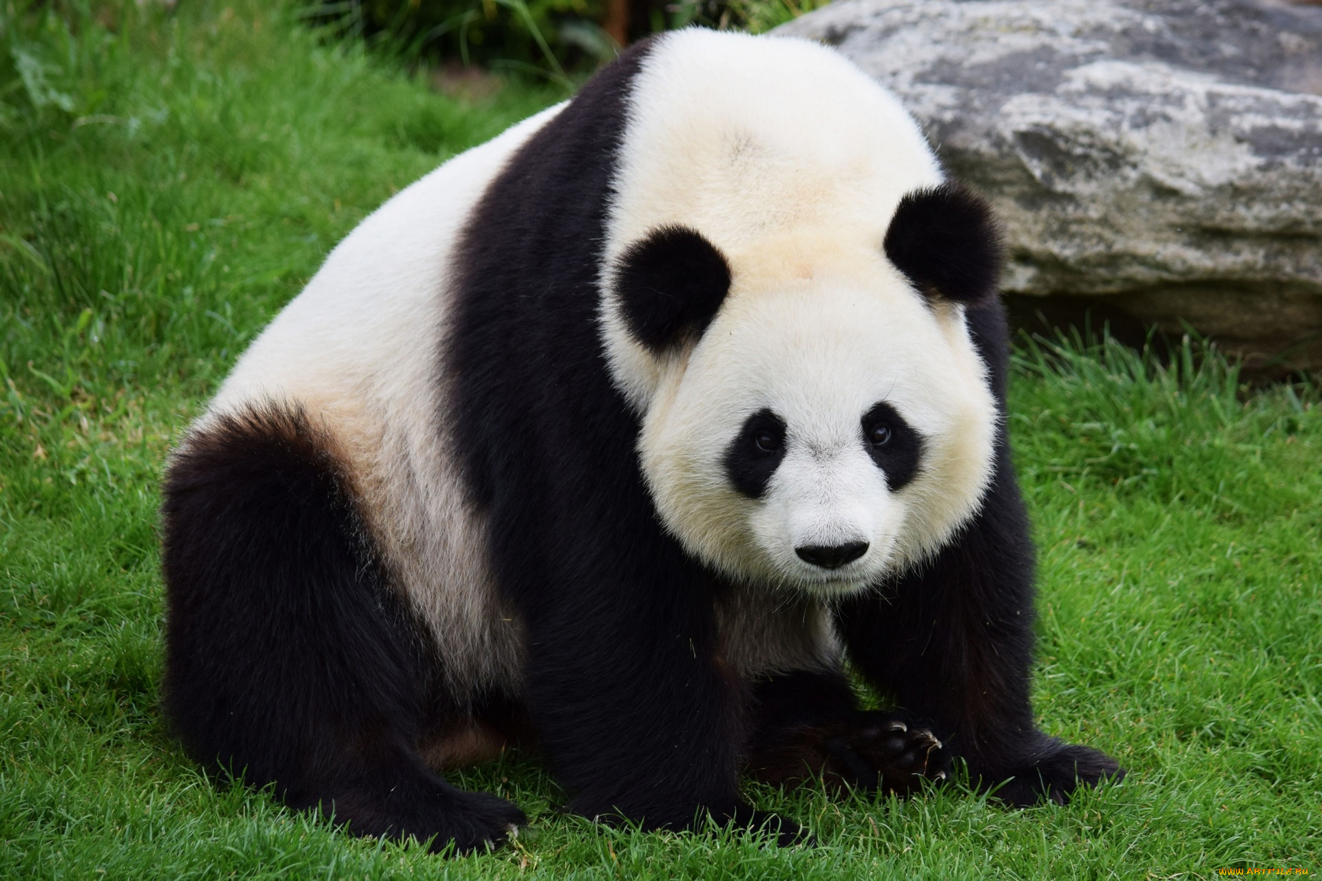 животные, панды, трава, медведь
