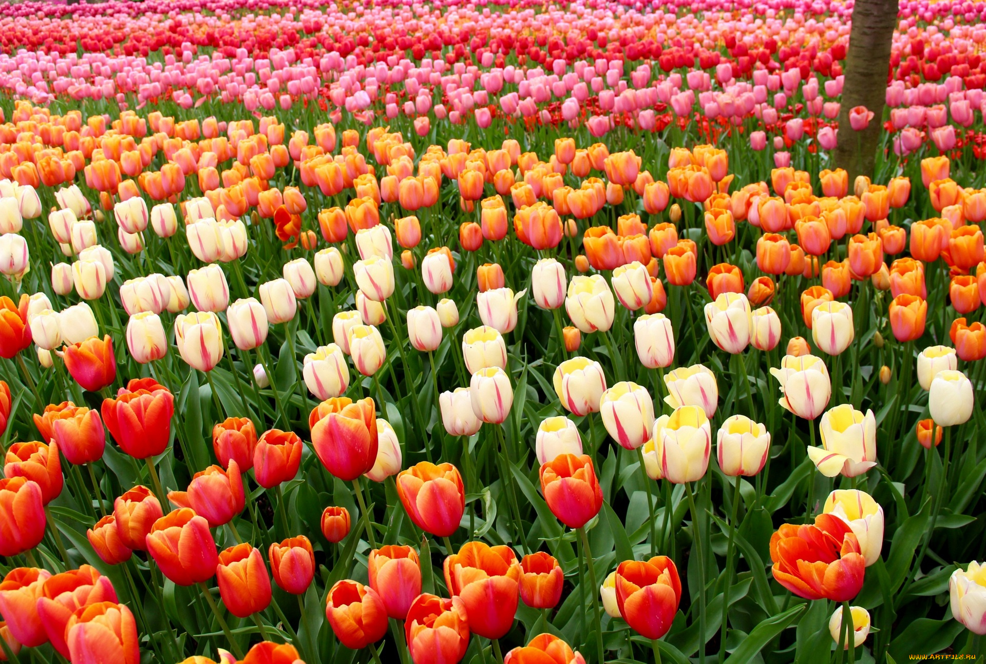 цветы, тюльпаны, разноцветные