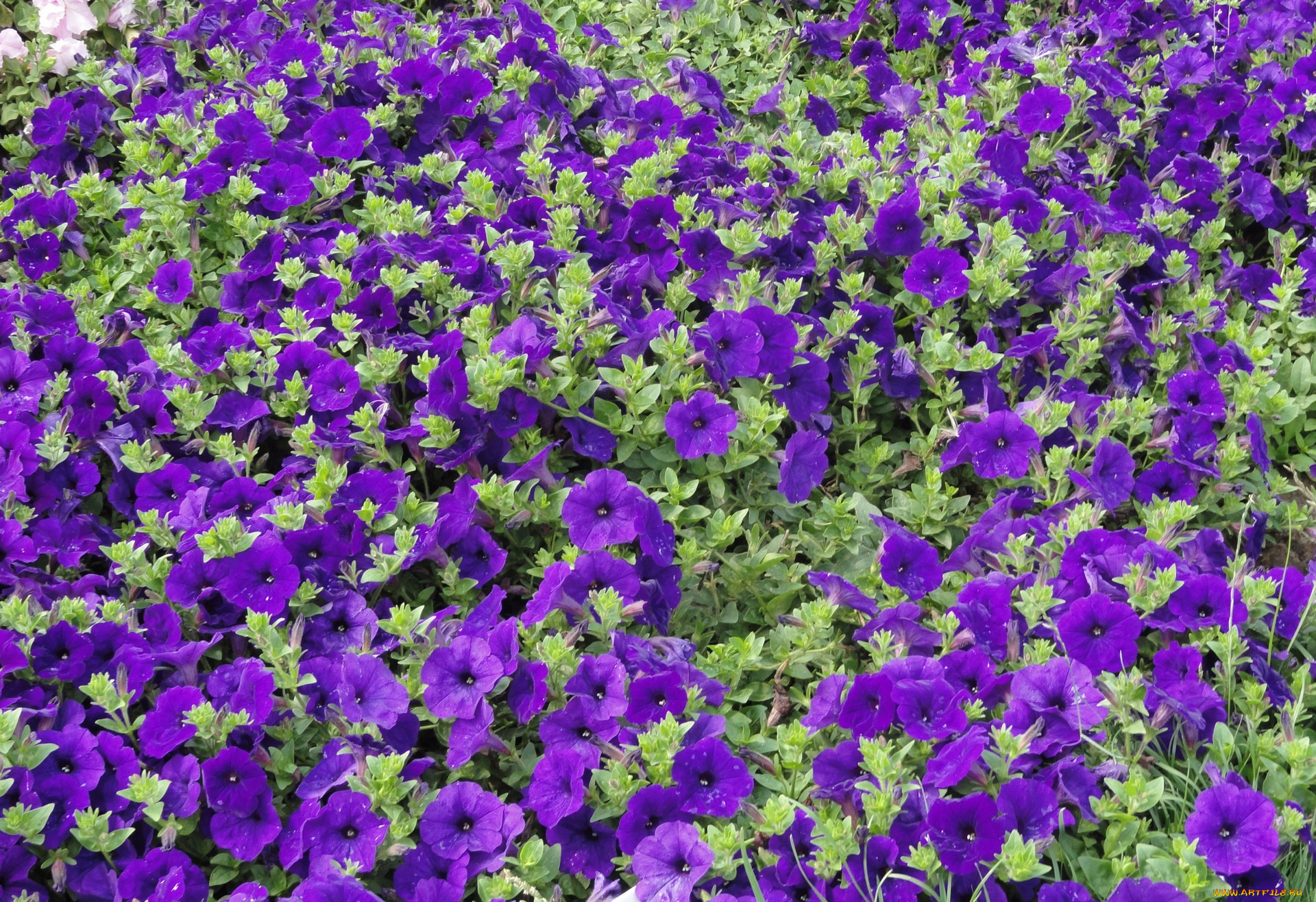 цветы, петунии, , калибрахоа, баклажановый, цвет