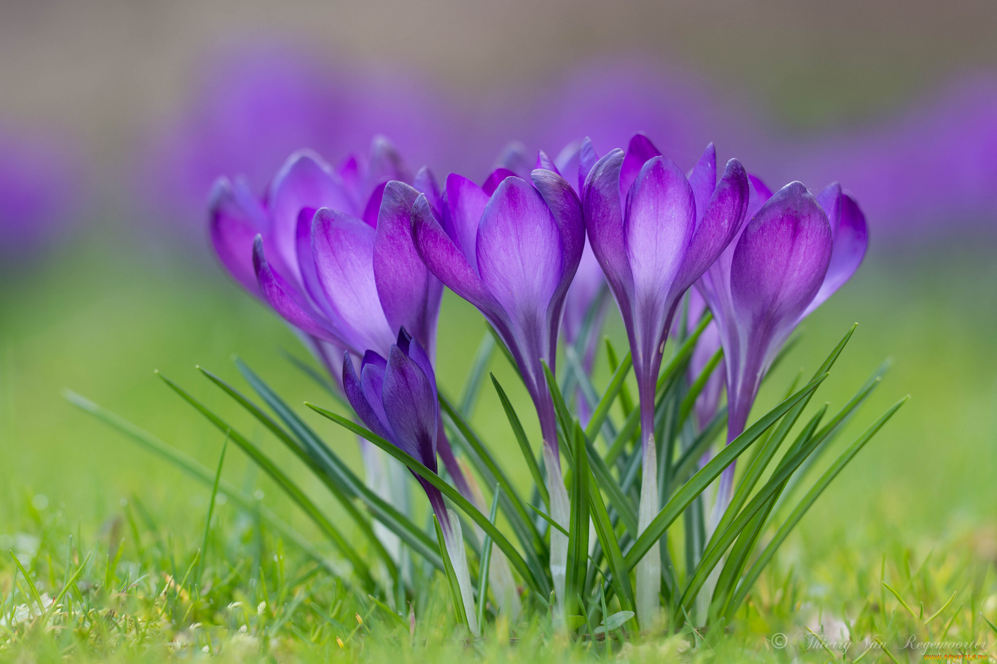цветы, крокусы, трава, весна, лепестки, цветение
