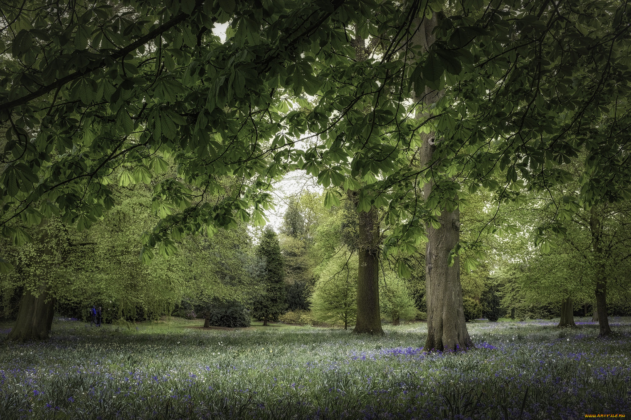 природа, парк, каштан, деревья