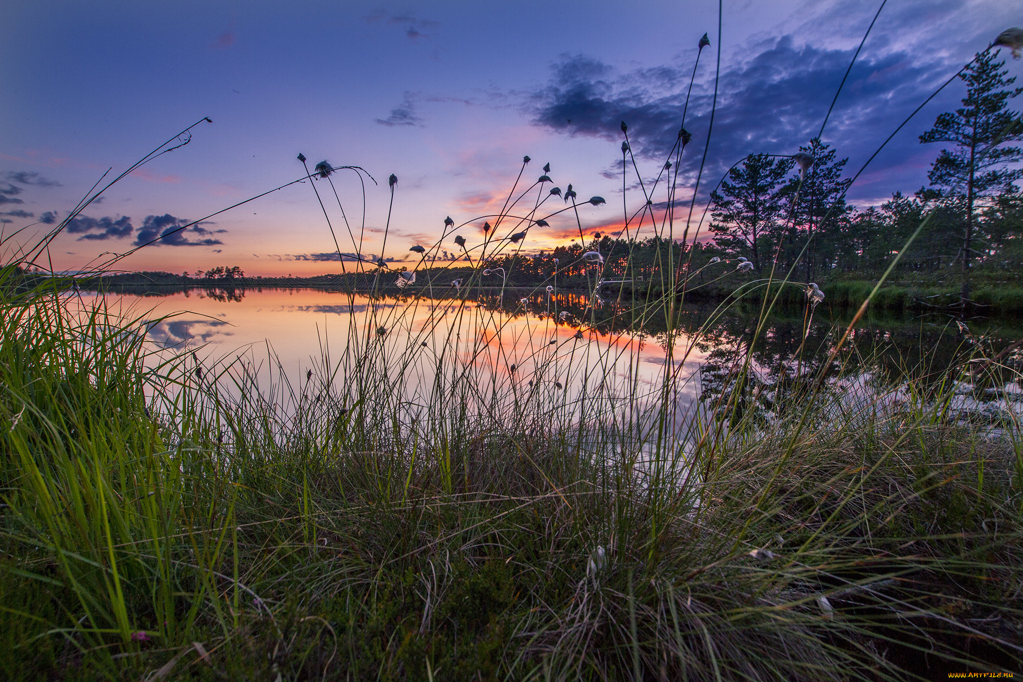 природа, реки, озера, река, лес