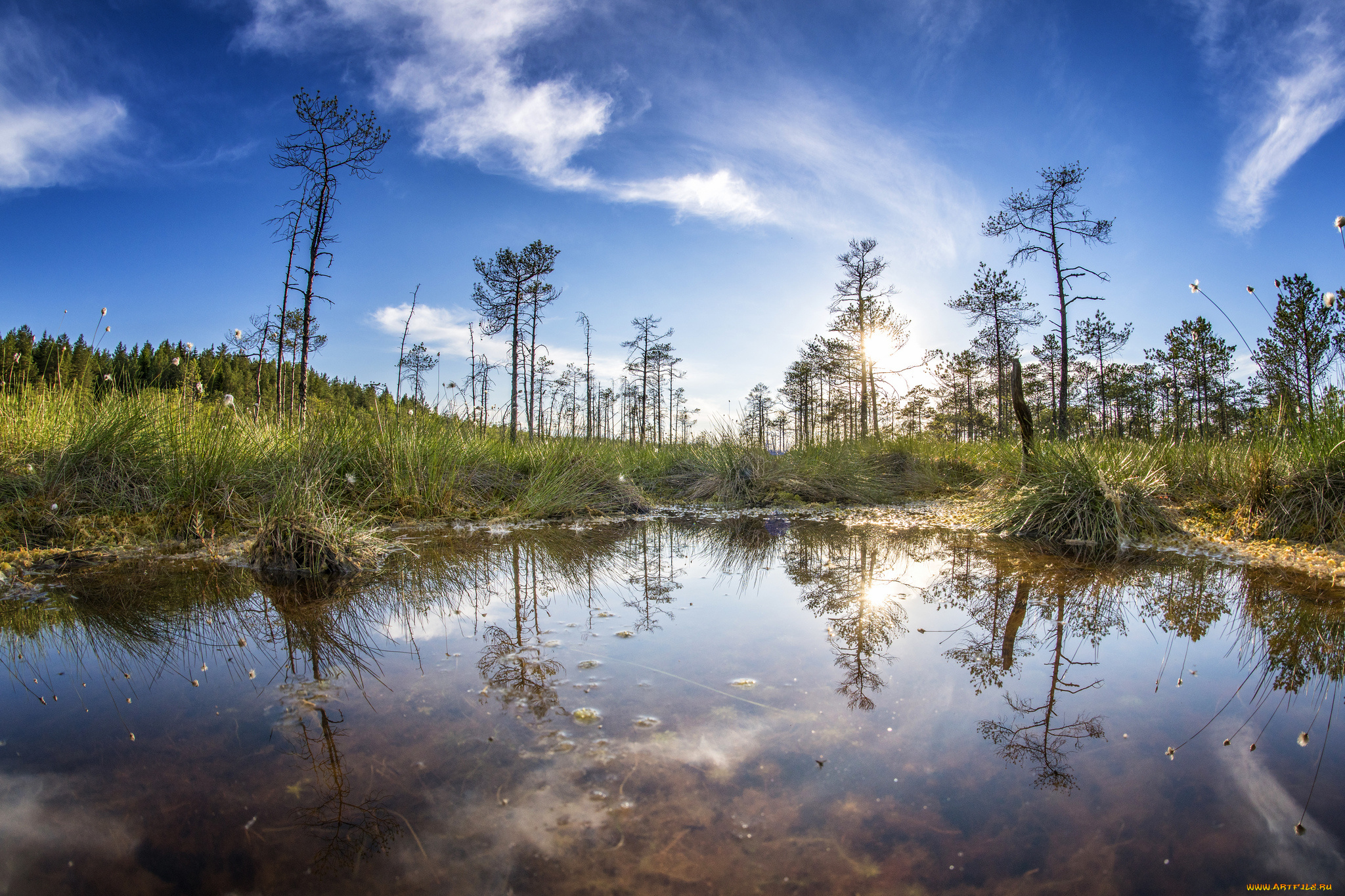 природа, реки, озера, река, лес