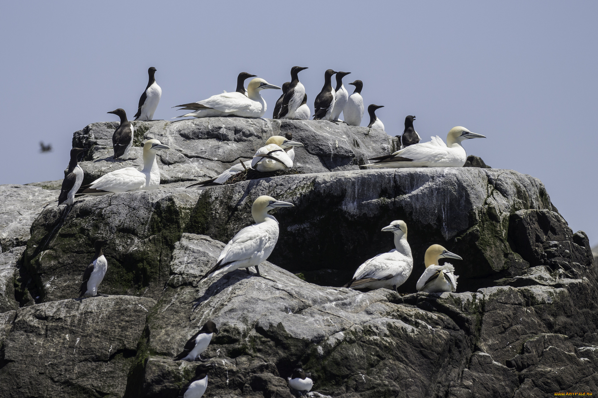 животные, птицы, перья, птица, лапки, клюв, окрас