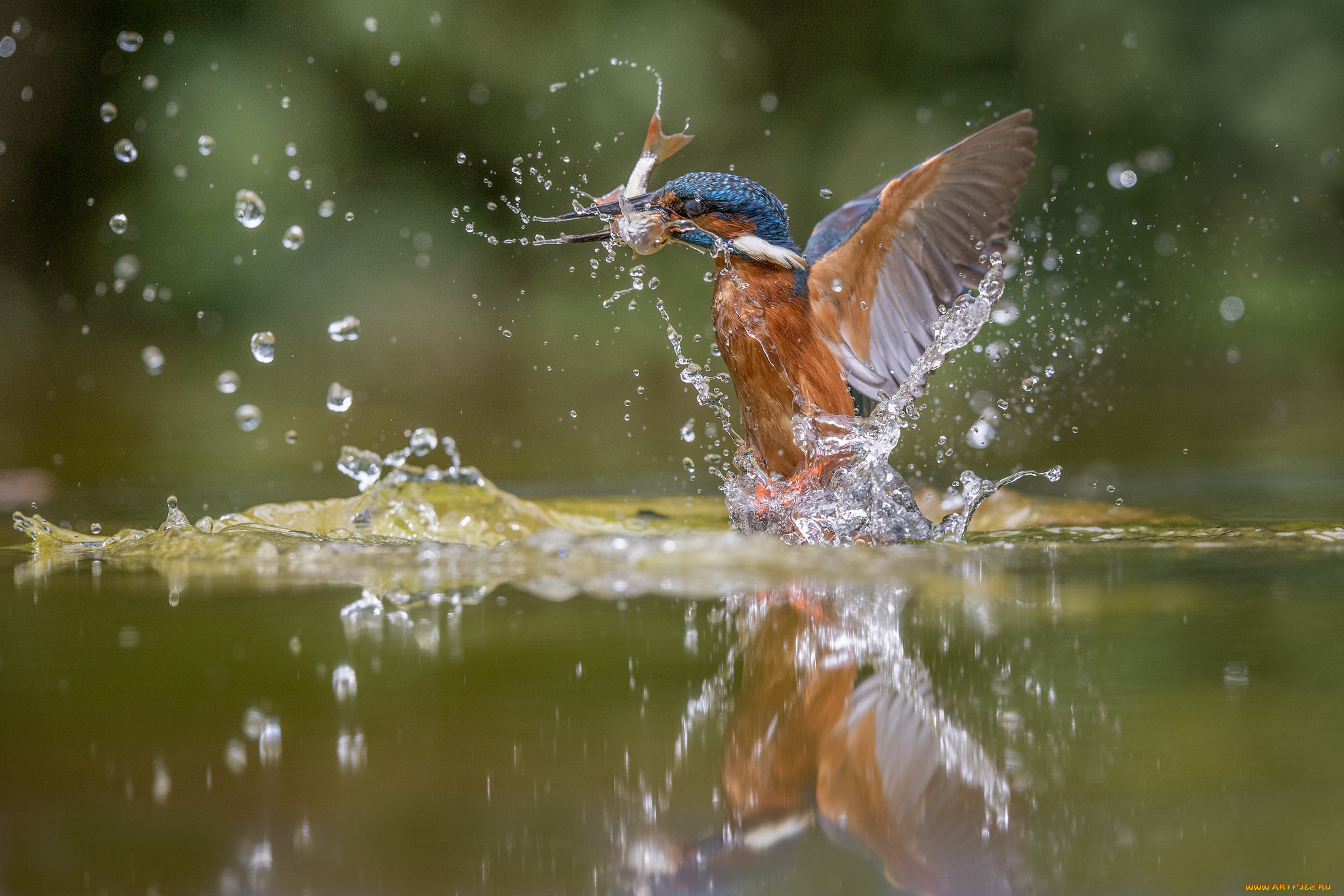 животные, птицы, птица, добыча, окрас, перья