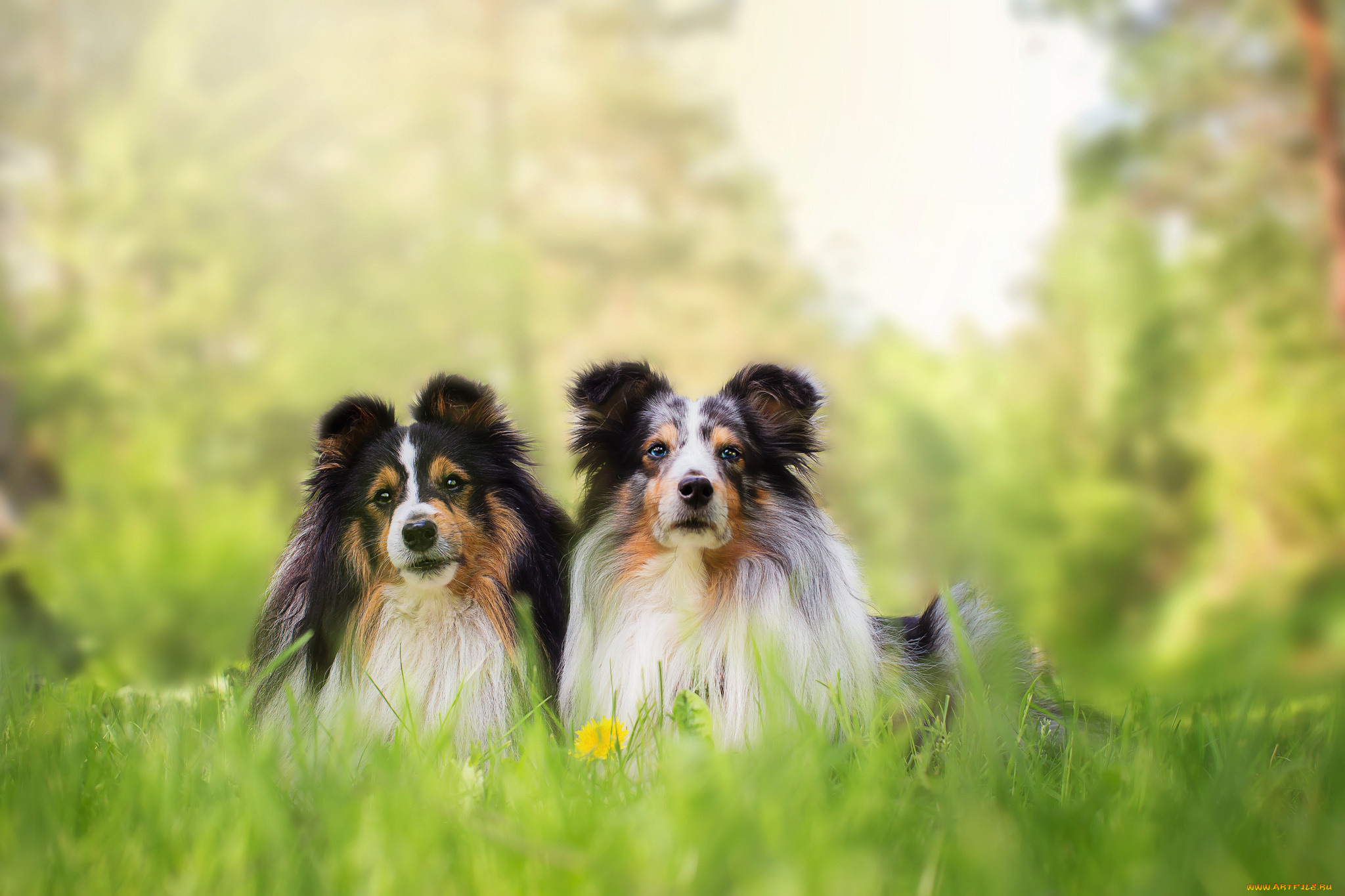 животные, собаки, красавец, шерсть, пудель, собака