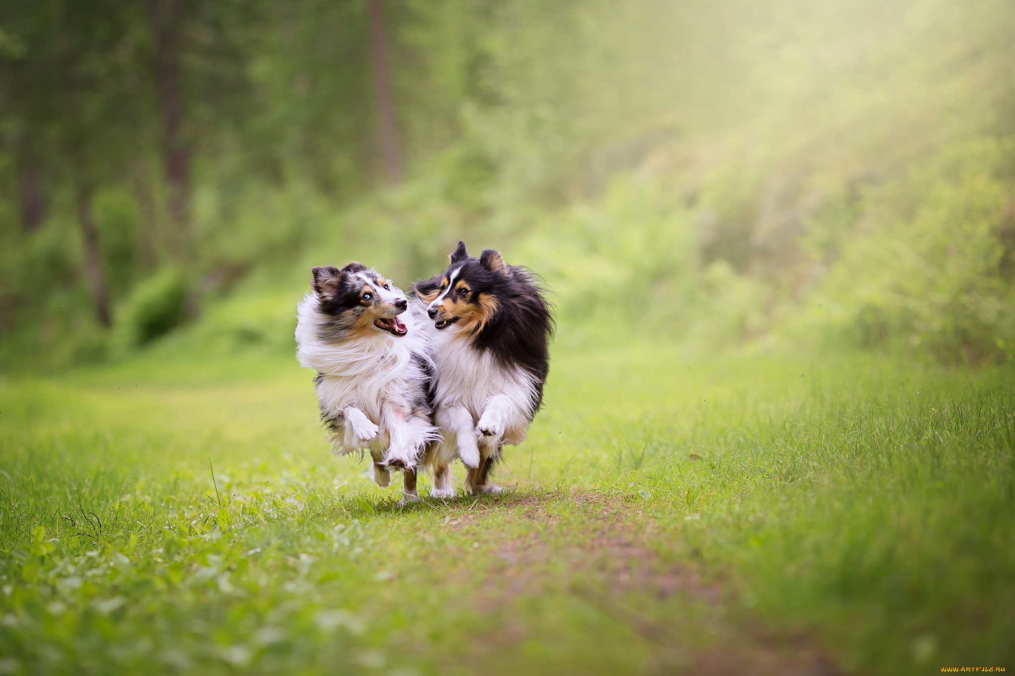 животные, собаки, животное, порода, шерсть, окрас, собака