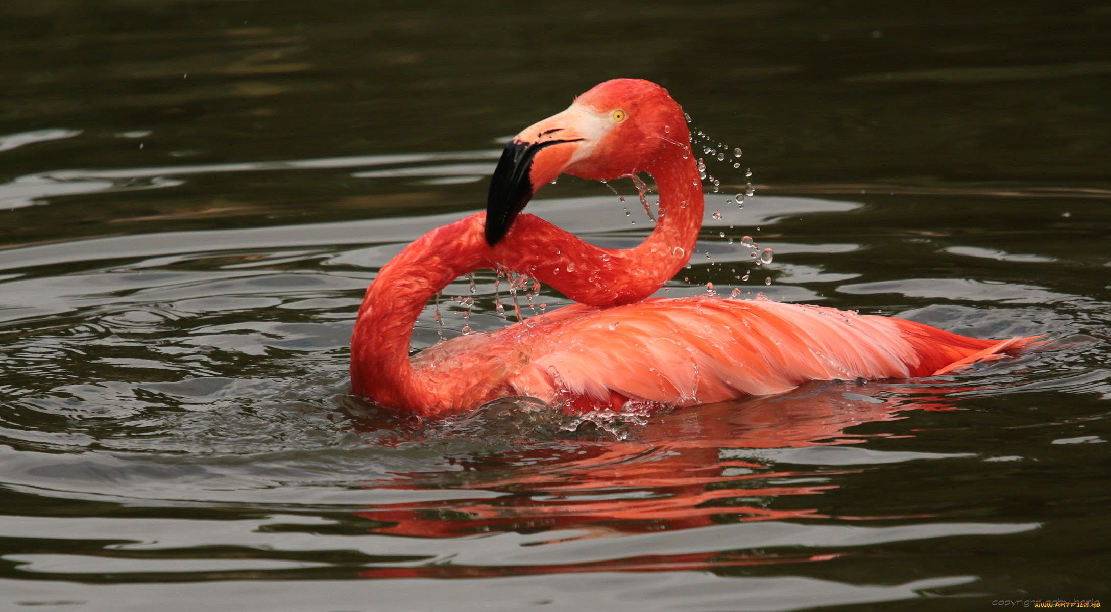 животные, фламинго, птица, окрас, перья