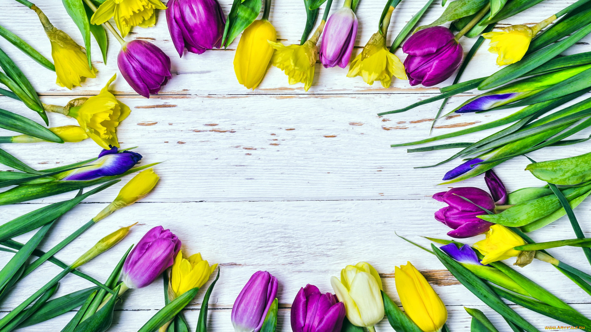 цветы, разные, вместе, тюльпаны, нарциссы