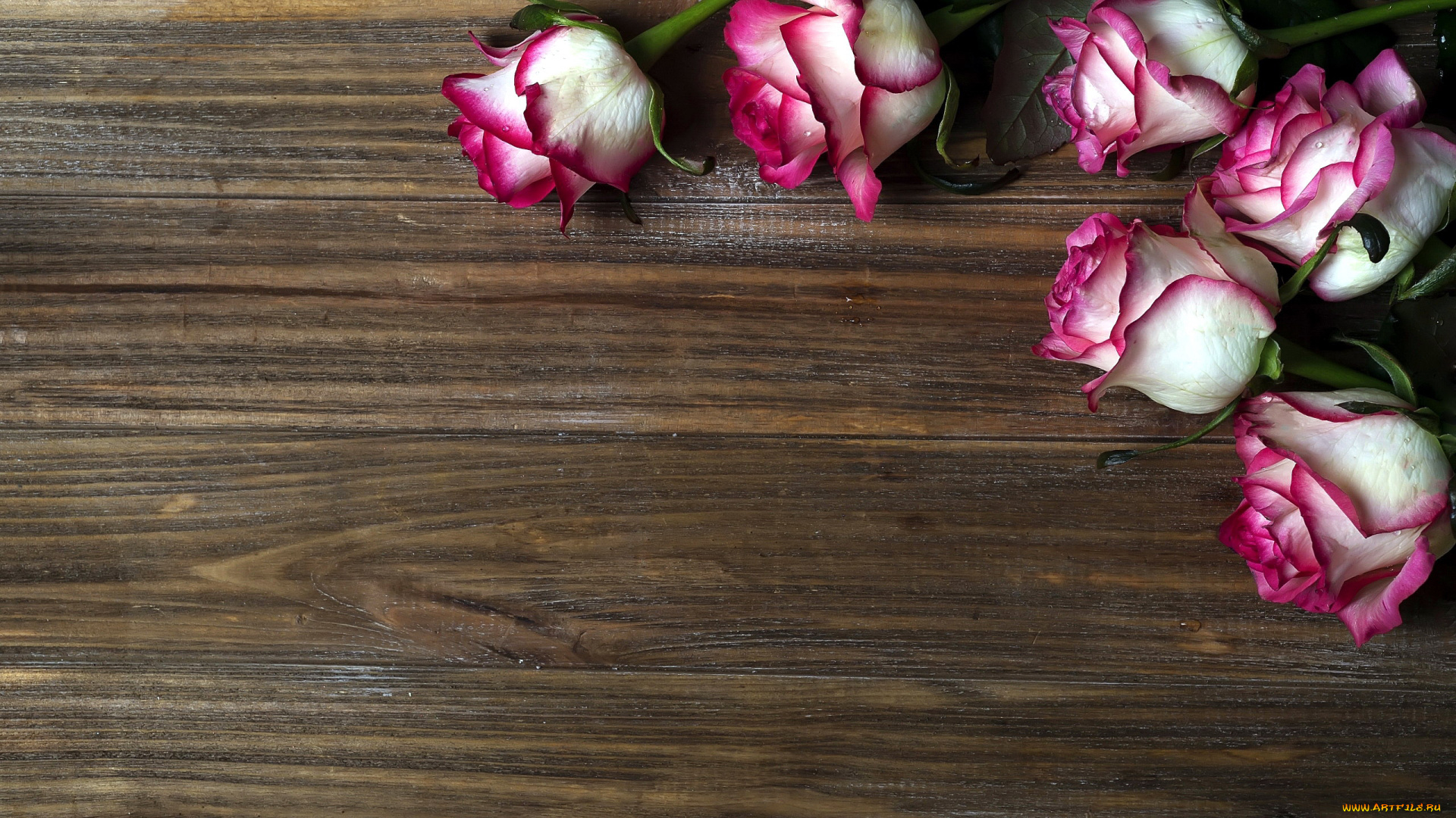 цветы, розы, бутоны