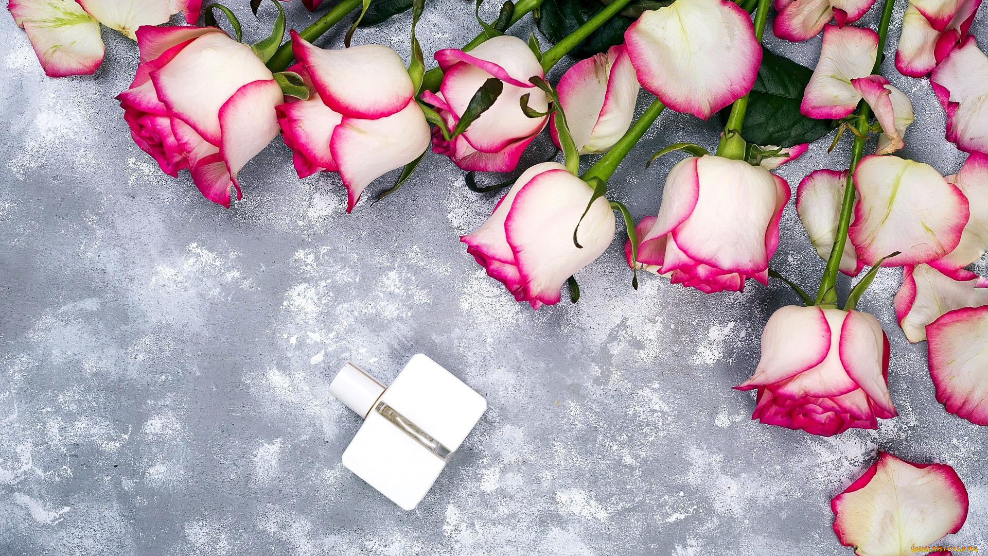 цветы, розы, бутоны