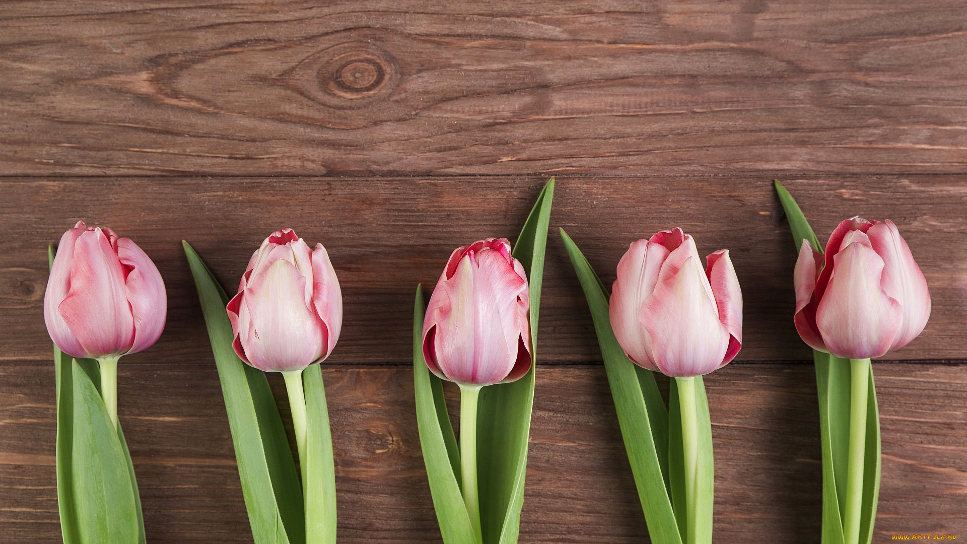 цветы, тюльпаны, бутоны