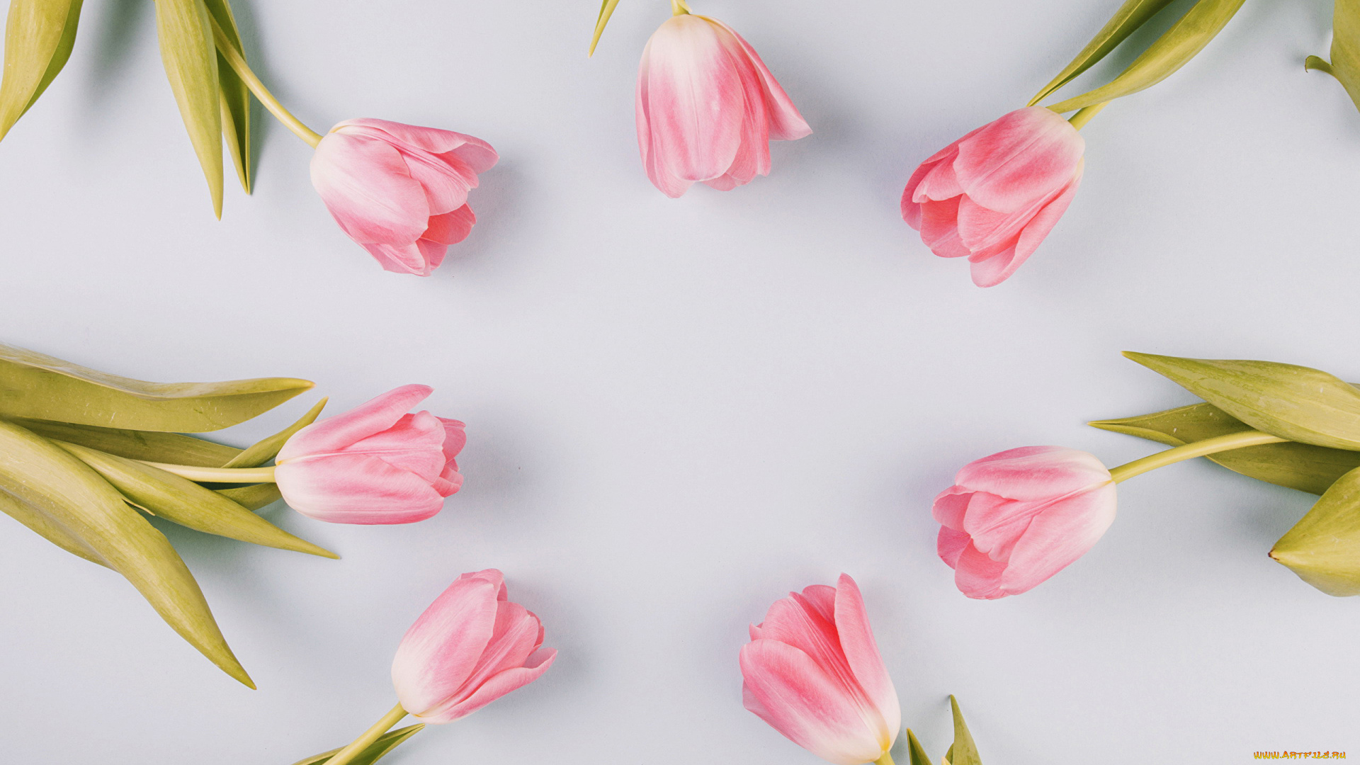 цветы, тюльпаны, бутоны