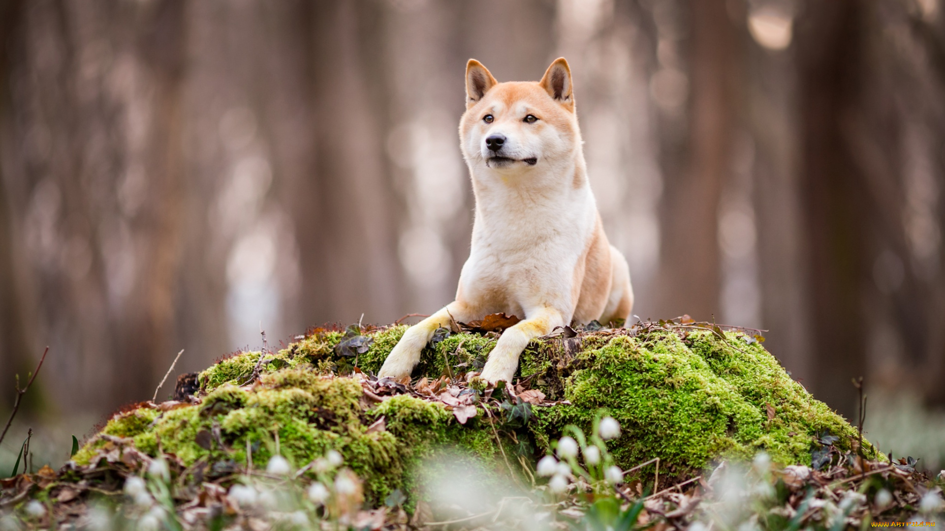 животные, собаки, сиба-ину