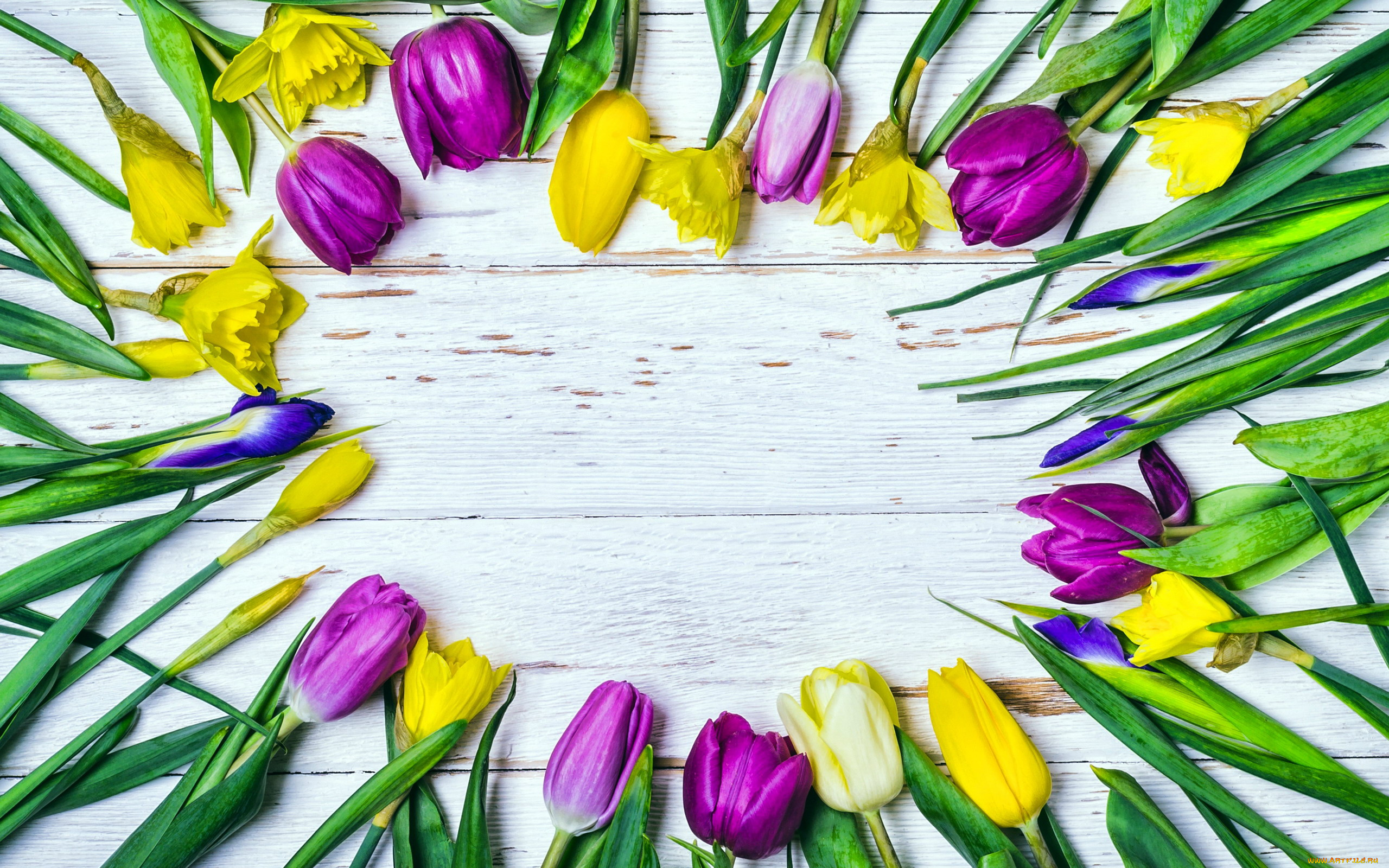 цветы, разные, вместе, тюльпаны, нарциссы