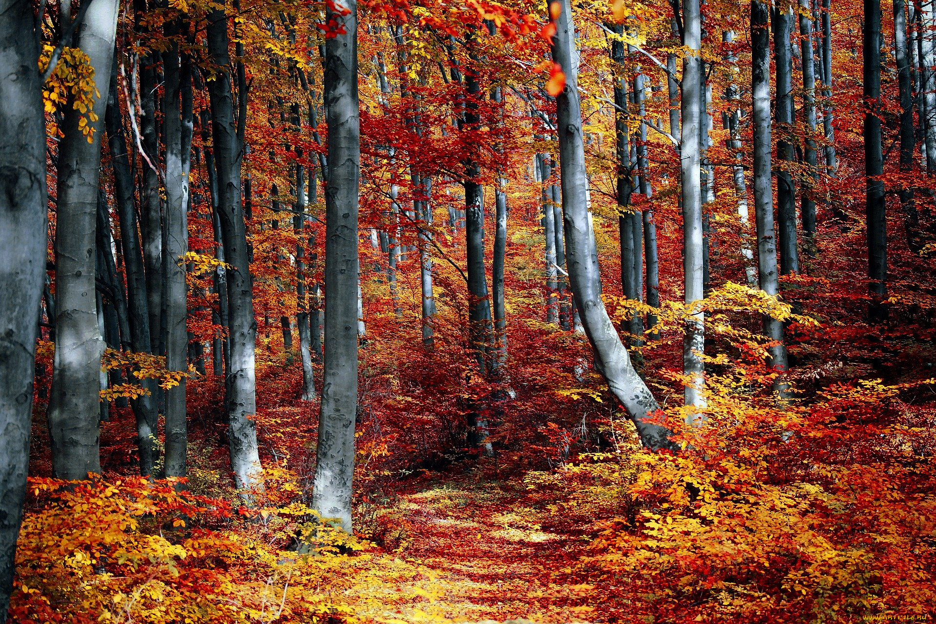 природа, лес, осень, листопад