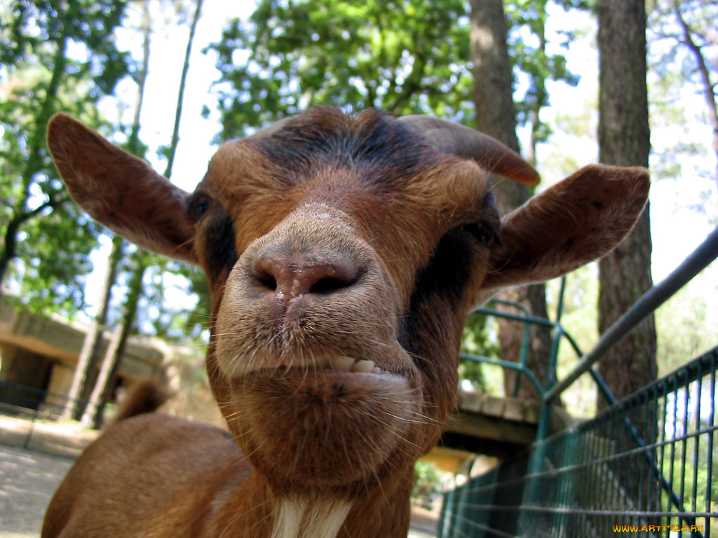 not, happy, животные, козы