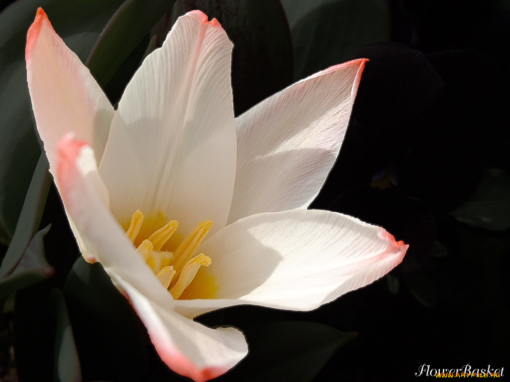 цветы, тюльпаны