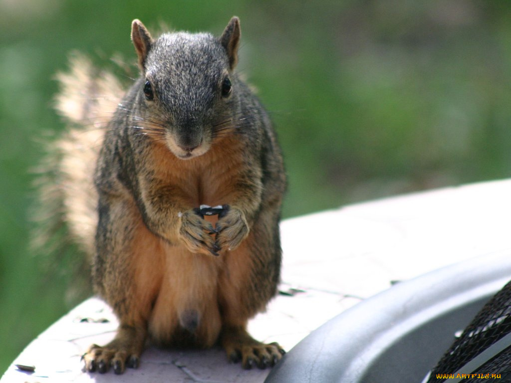 животные, белки